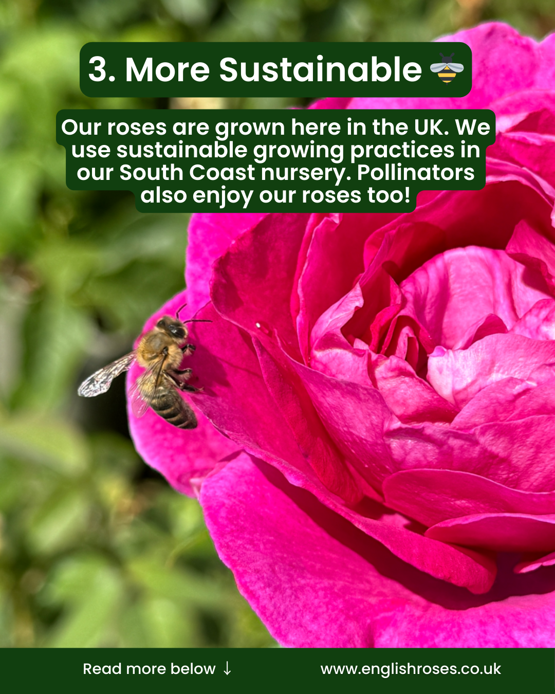 5 Reasons to buy a rose for mother's day 3 - More sustainable