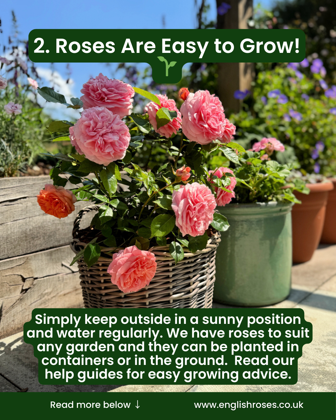 5 Reasons to buy a rose for mother's day 4 - Roses are easy to grow