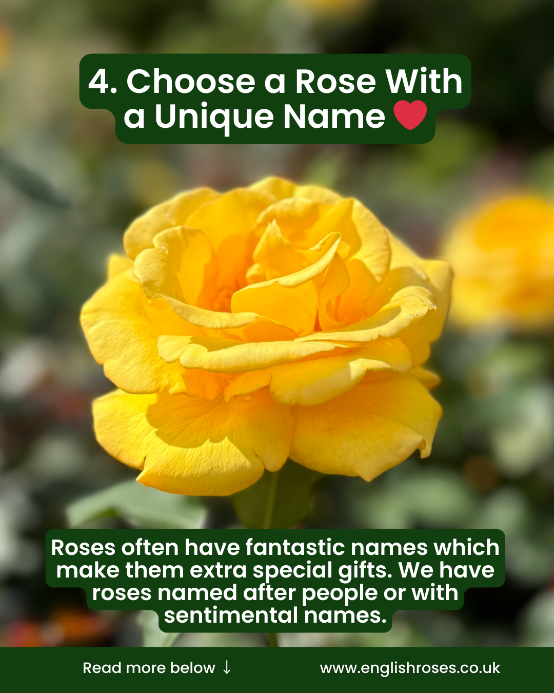 5 Reasons to buy a rose for mother's day 5 - Choose a rose with a unique name