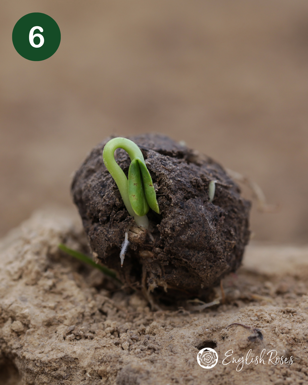 English Roses How to Plant Your Wildflower Basket 6