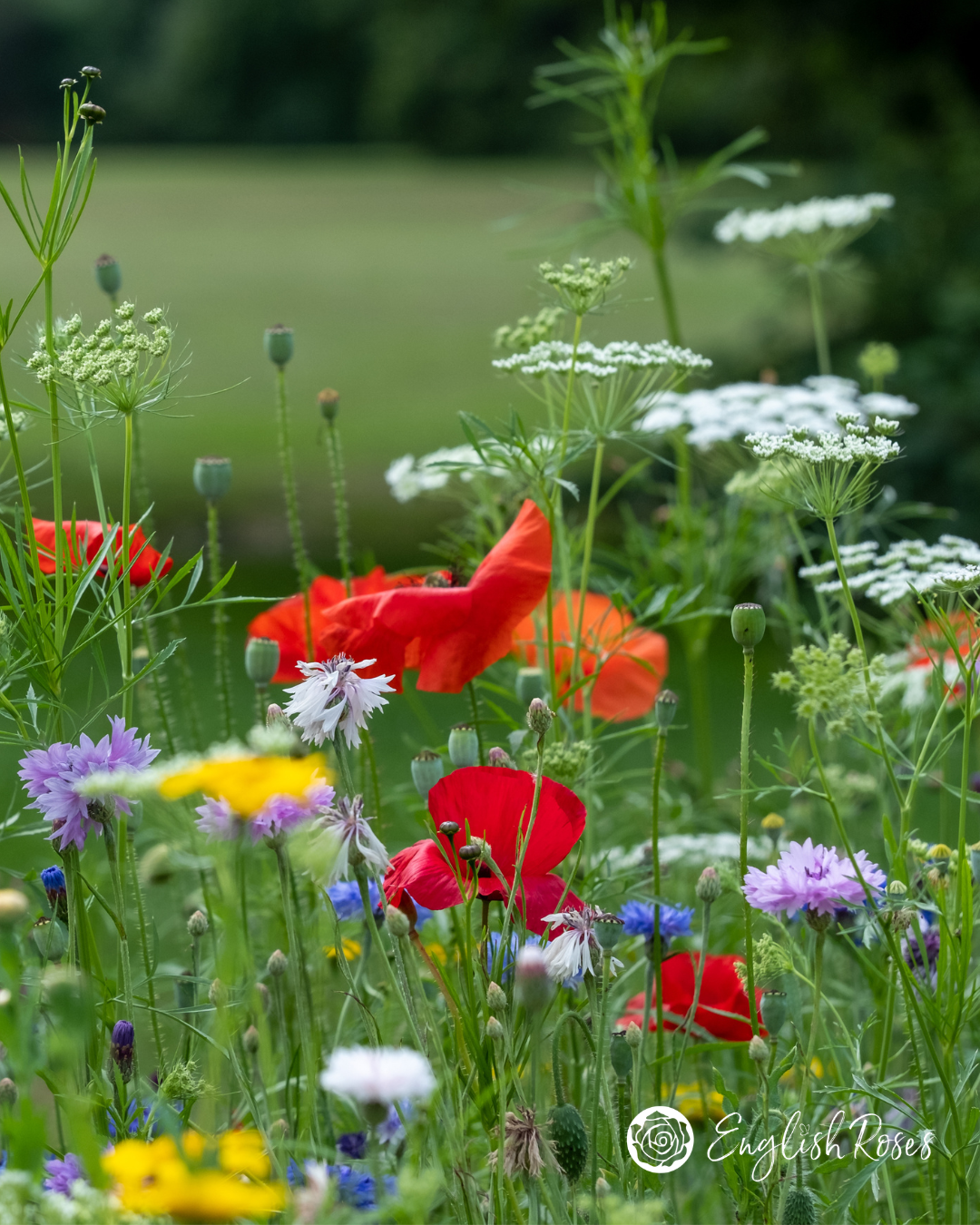 English Roses How to Plant Your Wildflower Basket 7