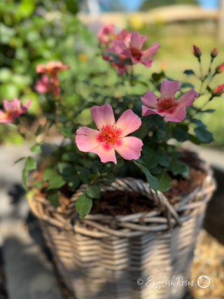 Pet Memorial Rose Gift Planted in Large Willow Basket