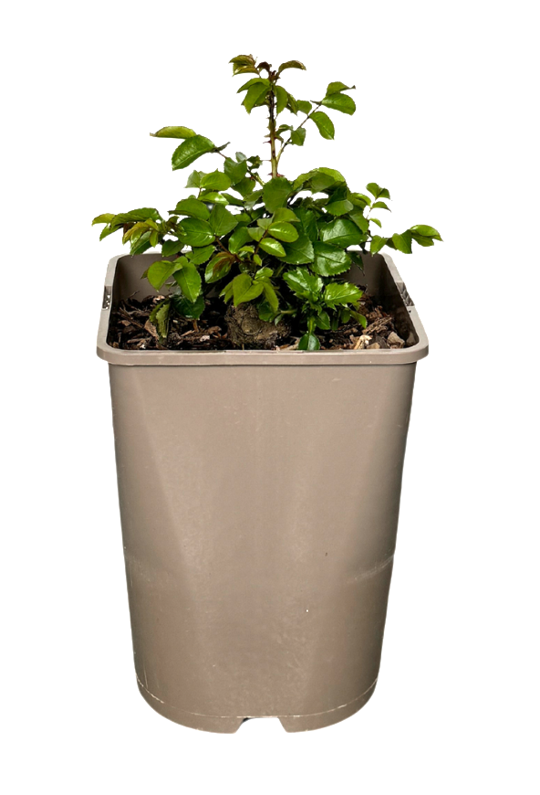 Spring Rose with new foliage