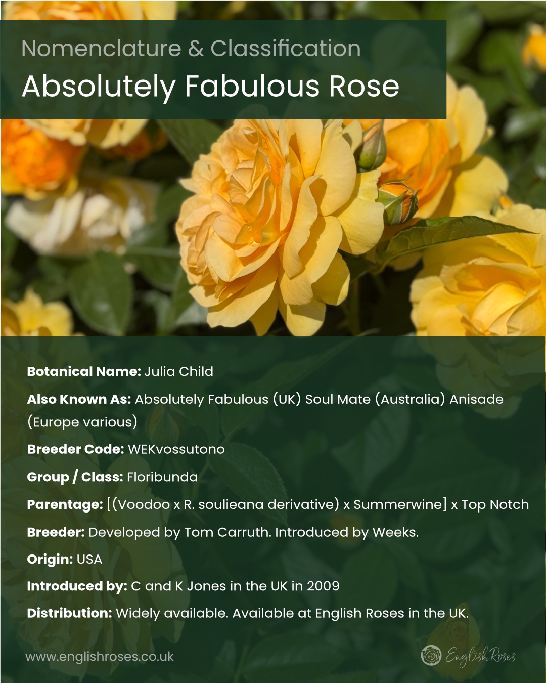 Absolutely Fabulous Rose Infographic Nomenclature and classification