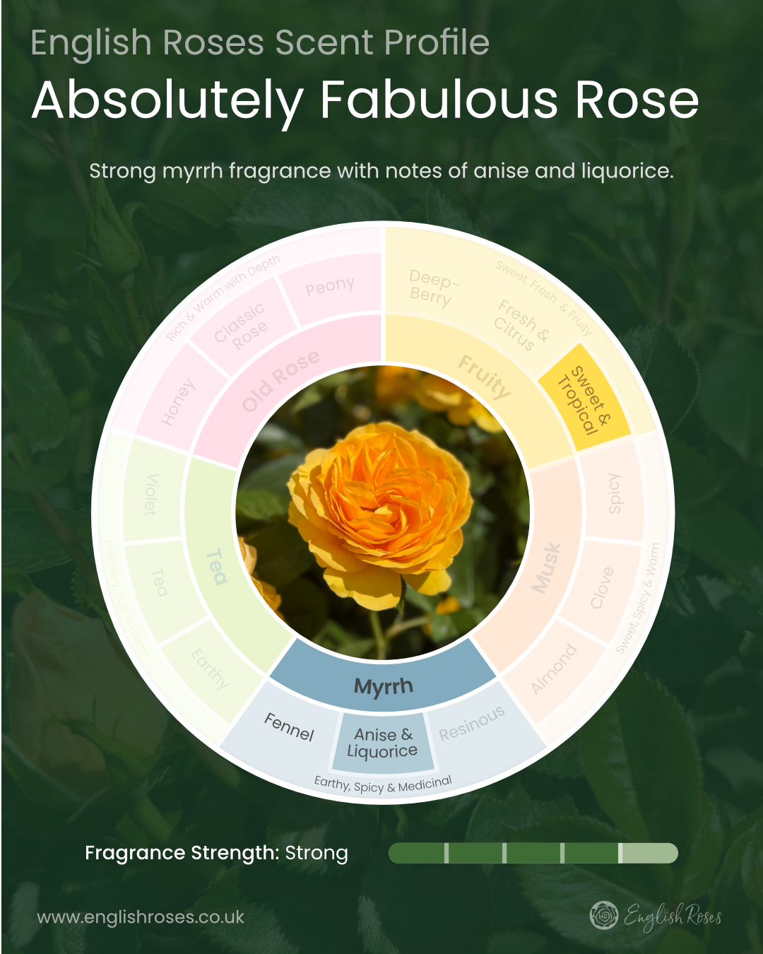 Absolutely Fabulous Rose Infographic Scent Profile 2