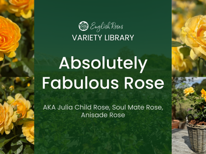 ERVL_Absolutely Fabulous Rose Thumbnail