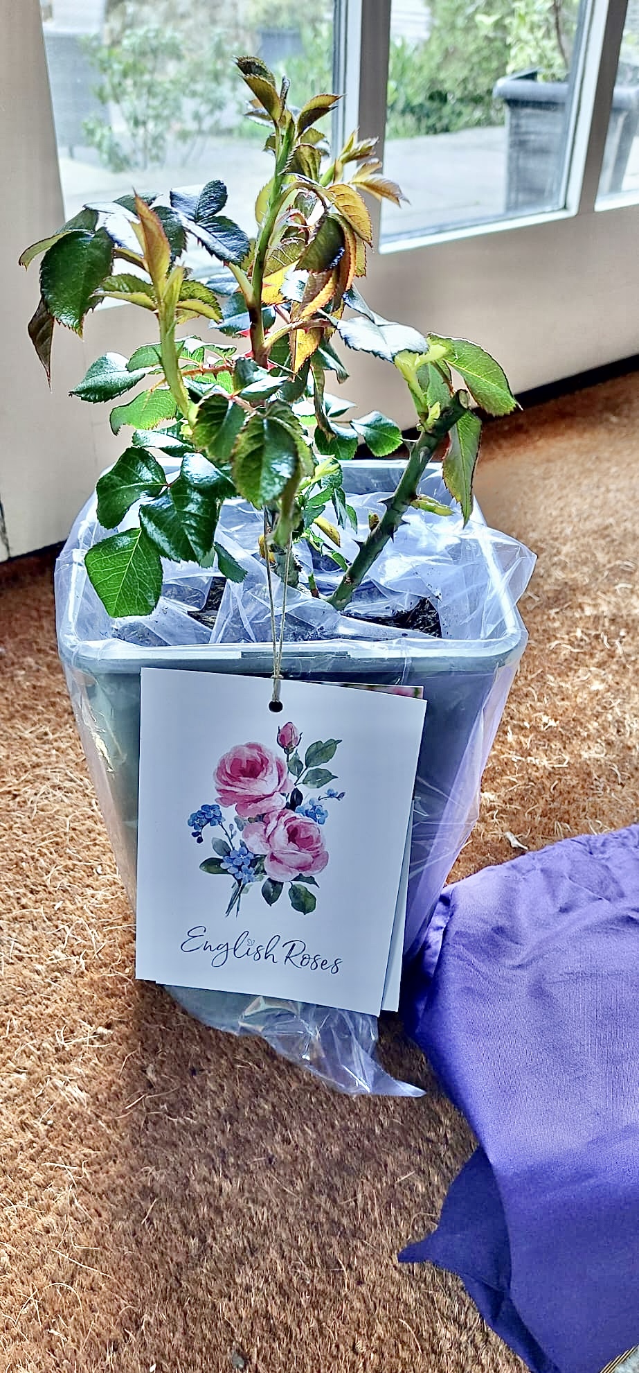 Pearl Rose - 30th Wedding Anniversary Gift