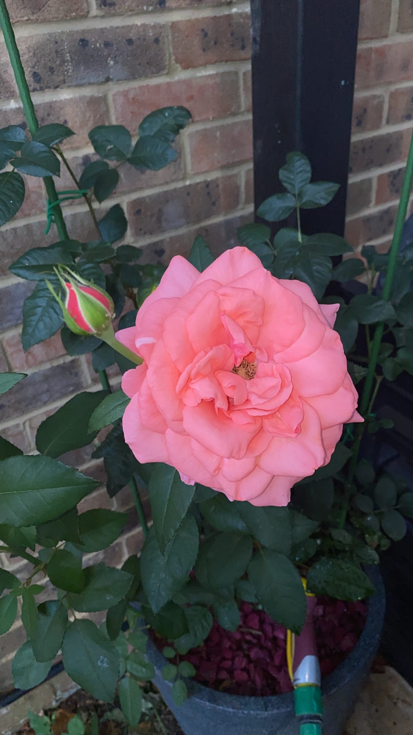 Rose Foliar Feed Kit - English Roses Protect & Grow