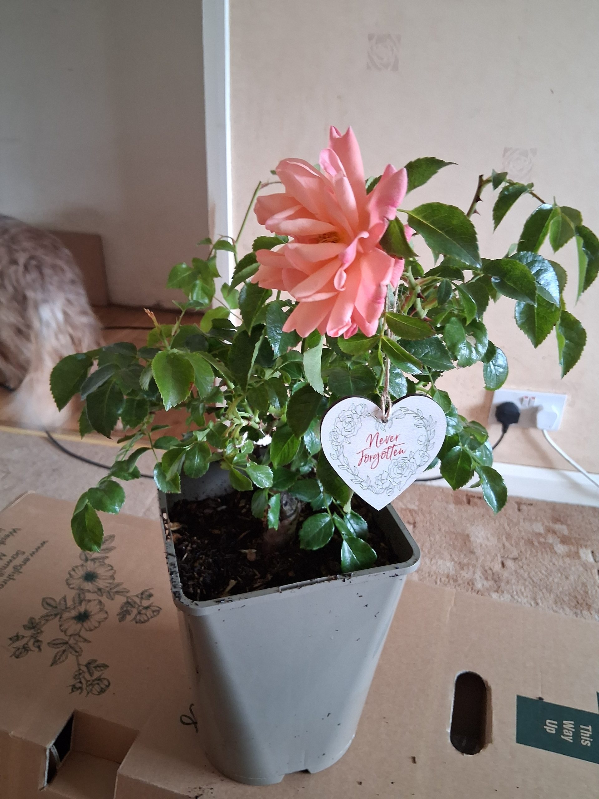 In Memory Of A Perfect Pet Gift