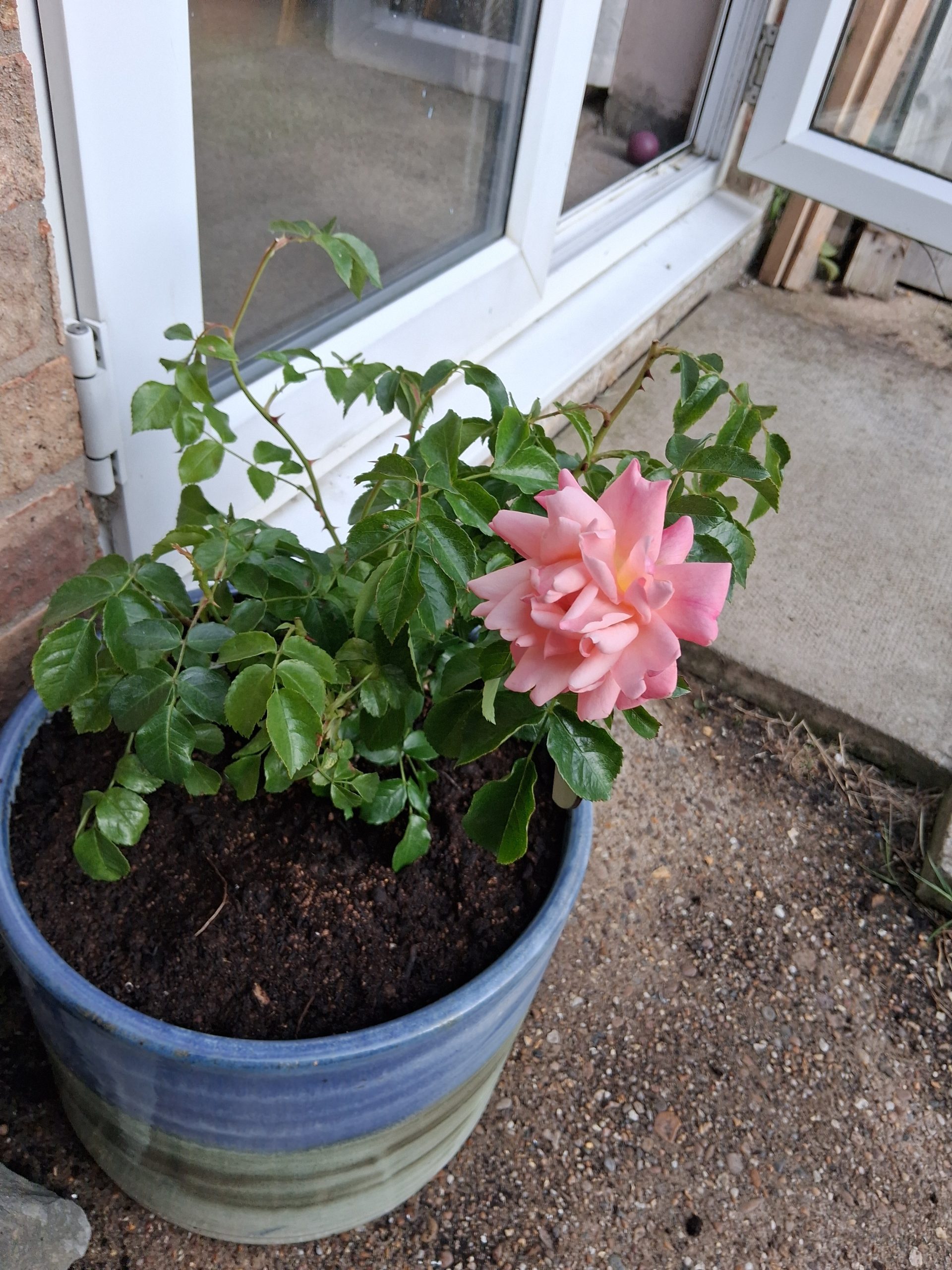 In Memory Of A Perfect Pet Gift