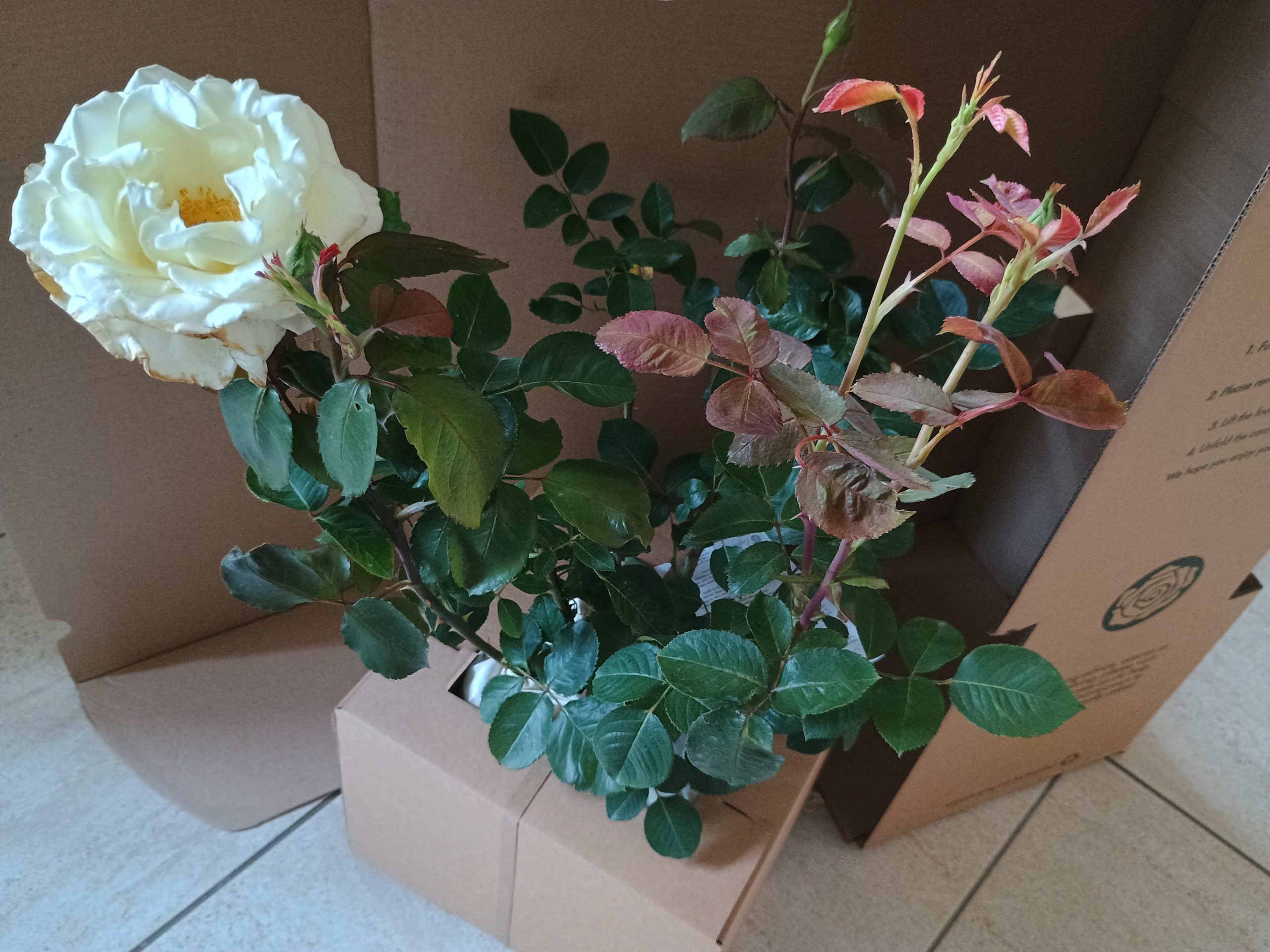 'English Roses' Greetings Card