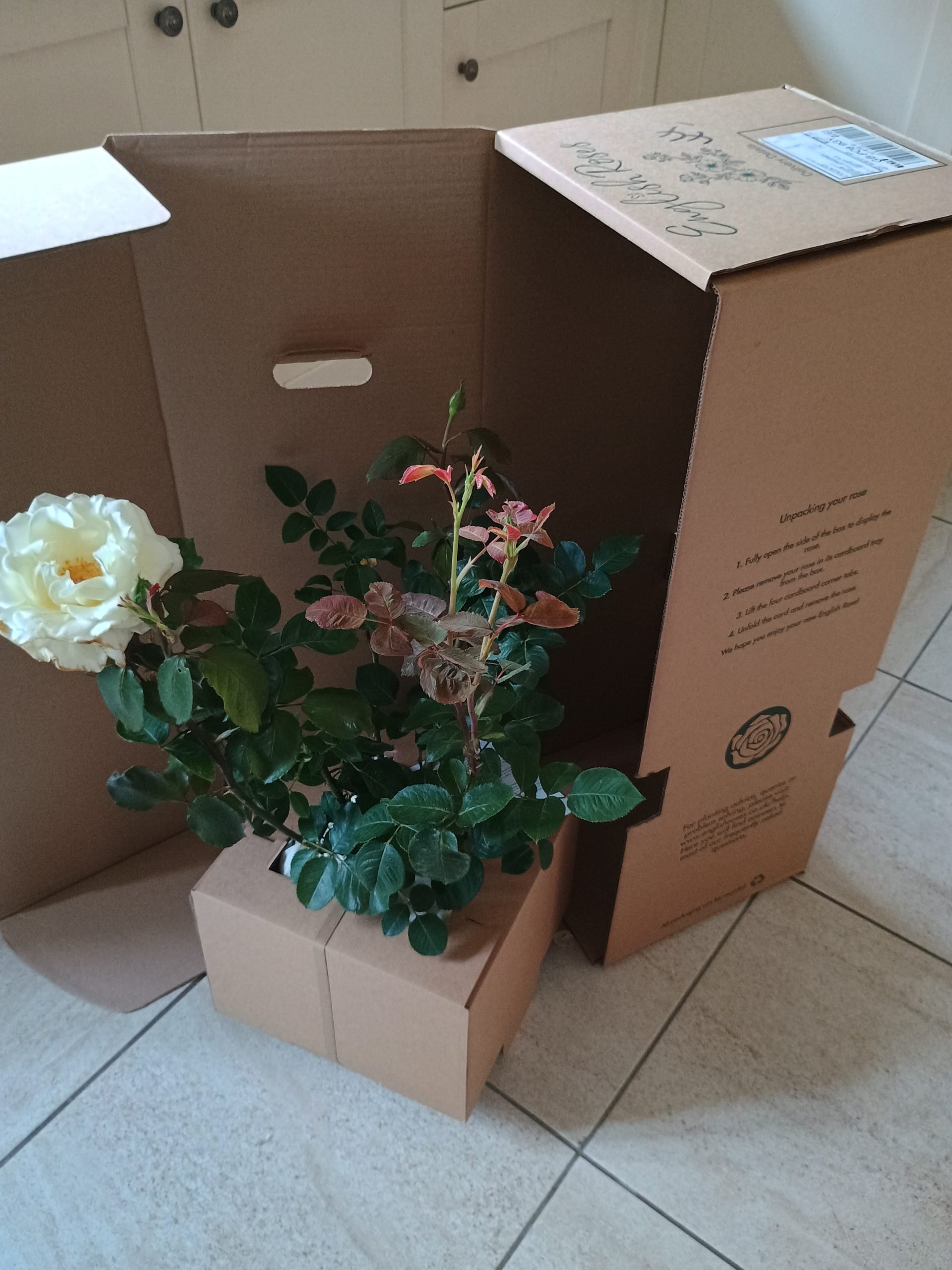 'English Roses' Greetings Card