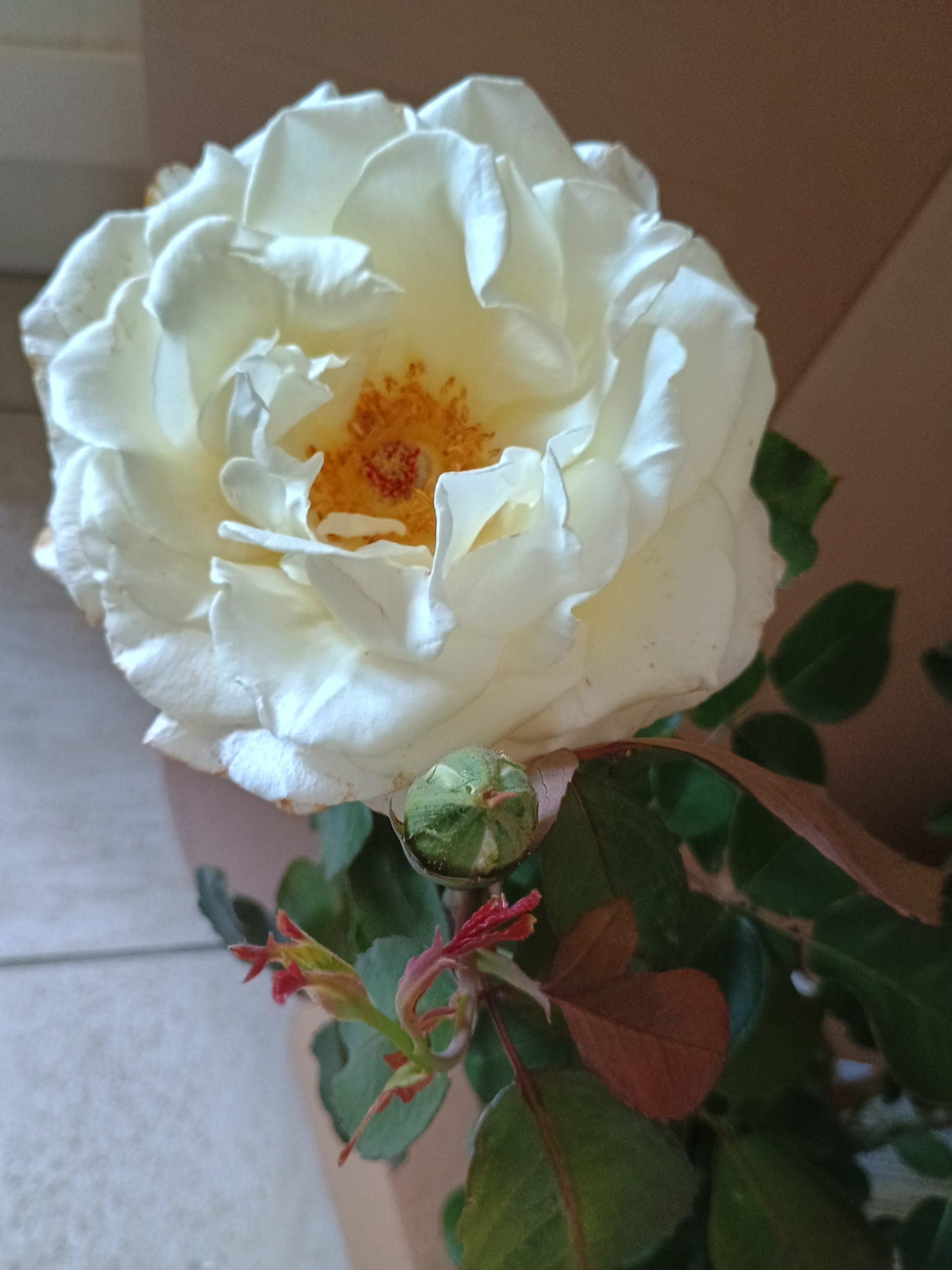 'English Roses' Greetings Card