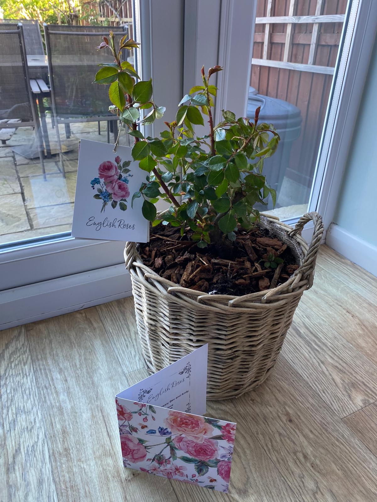 Pearl Rose - 30th Wedding Anniversary Gift