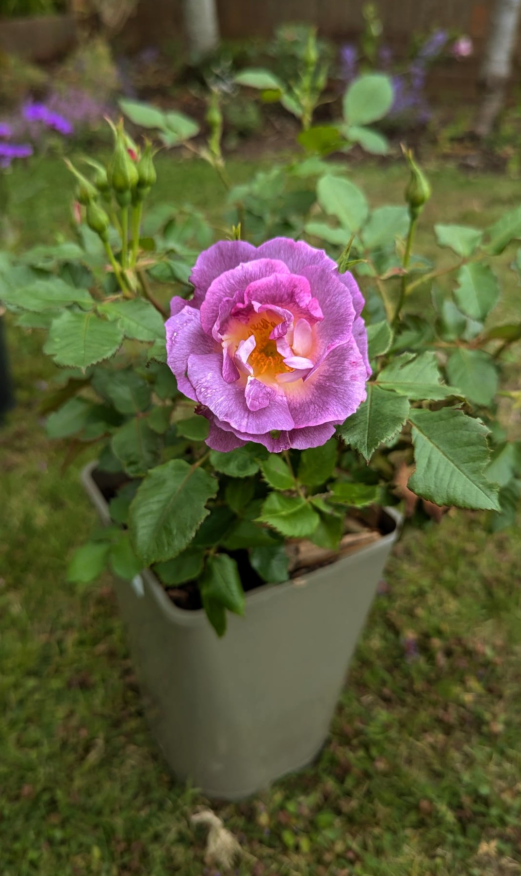 Blue For You Rose - Blue Roses For Father's Day