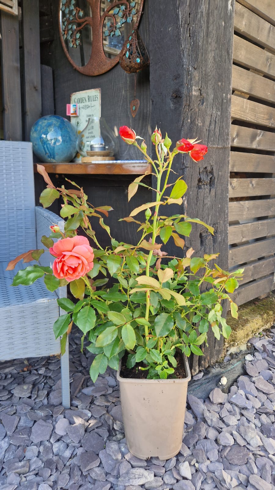 Happy Anniversary Rose