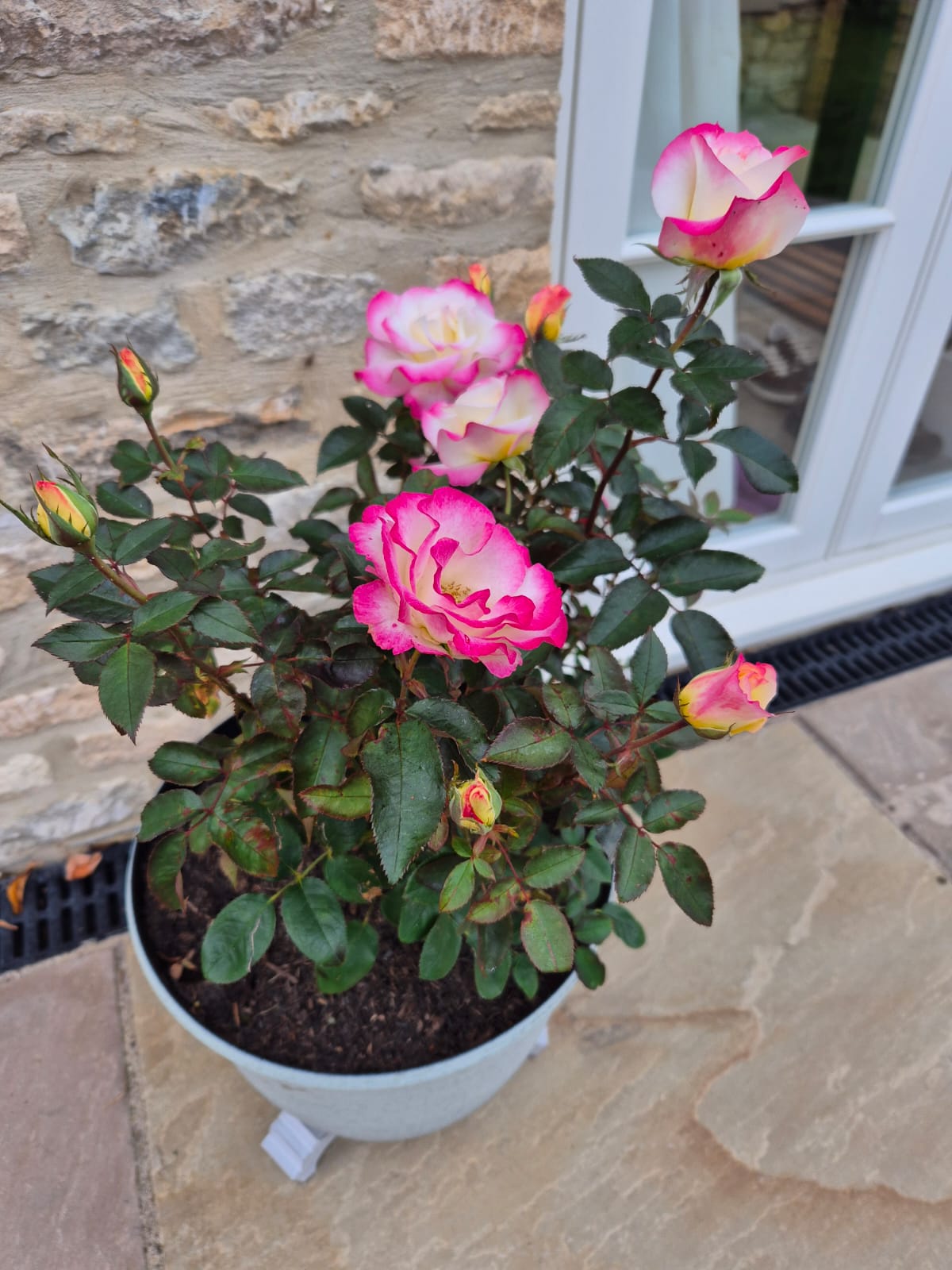 A Rose For Friends Forever