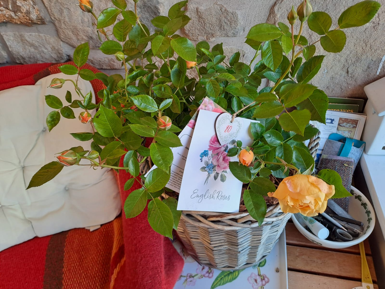 Absolutely Fabulous Rose - 80th Birthday Rose