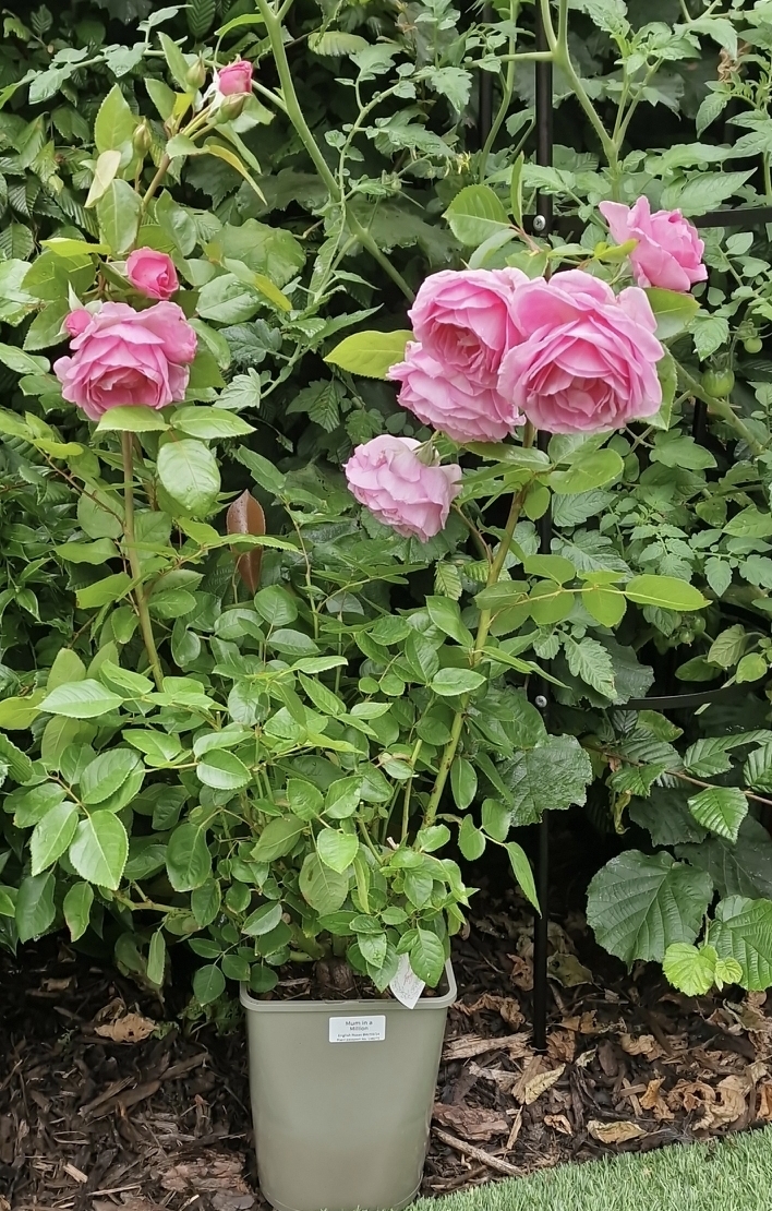 Mum in a Million Rose - Remembrance Gifts For Loss Of Mum