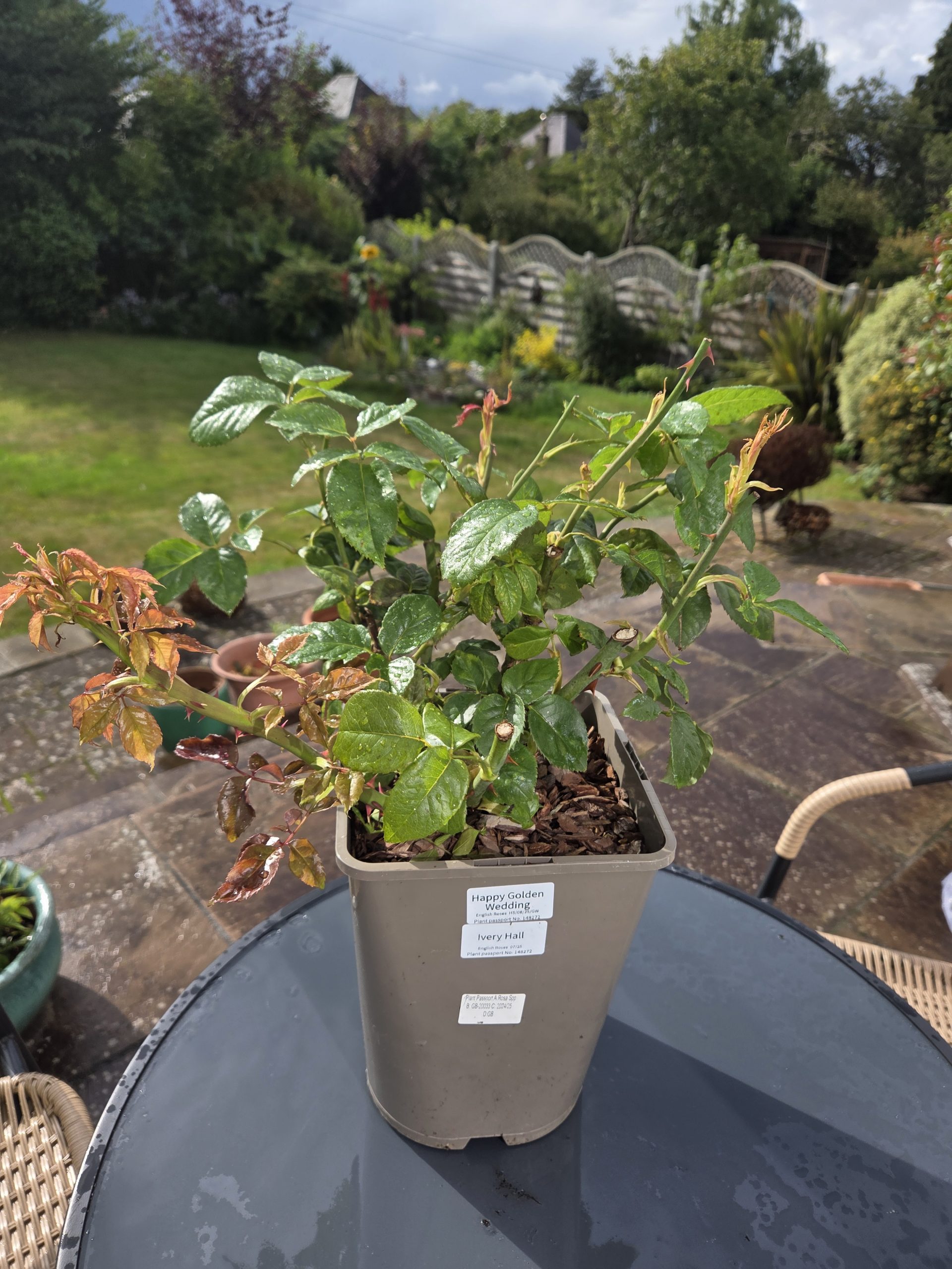 Happy Golden Wedding Rose - 50th Wedding Anniversary Gifts