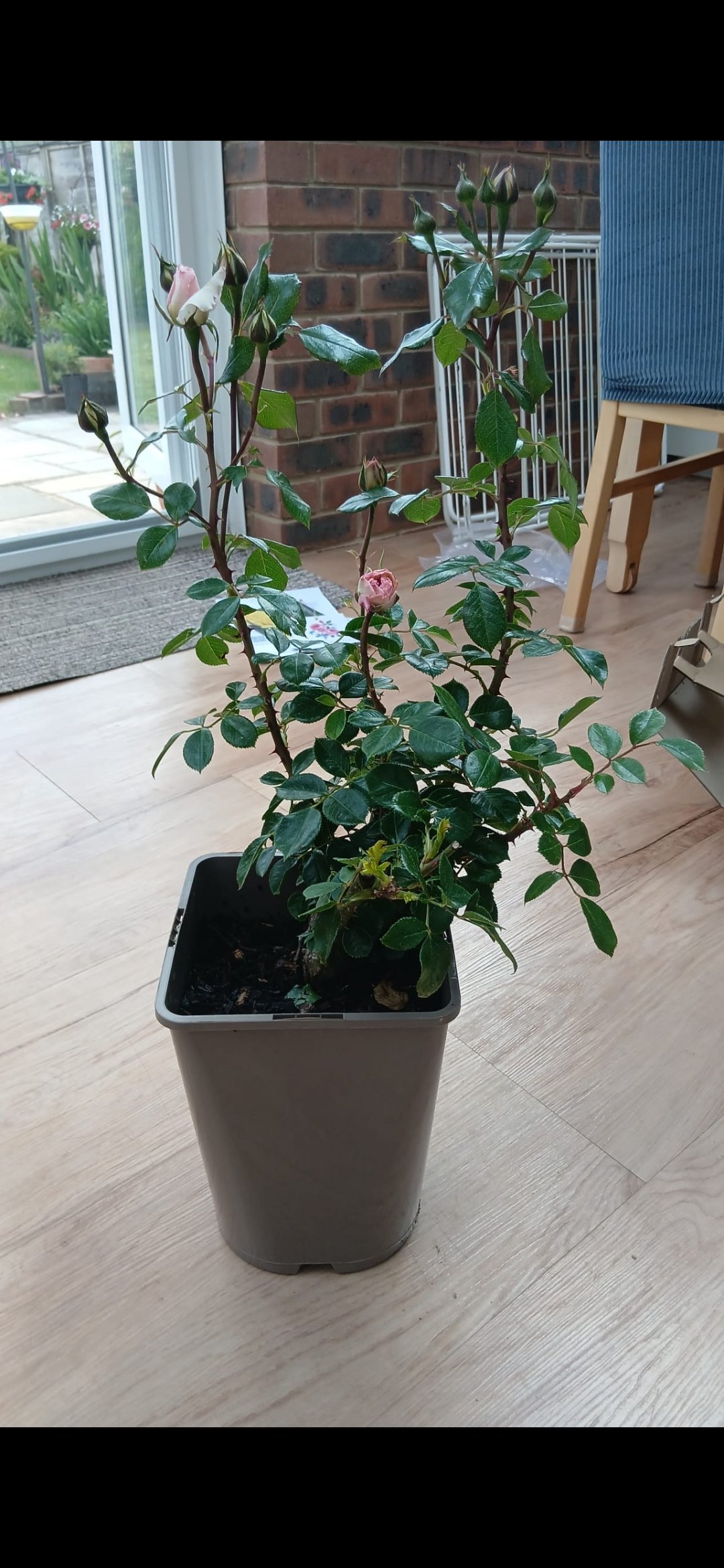 Pearl Rose - 30th Wedding Anniversary Gift