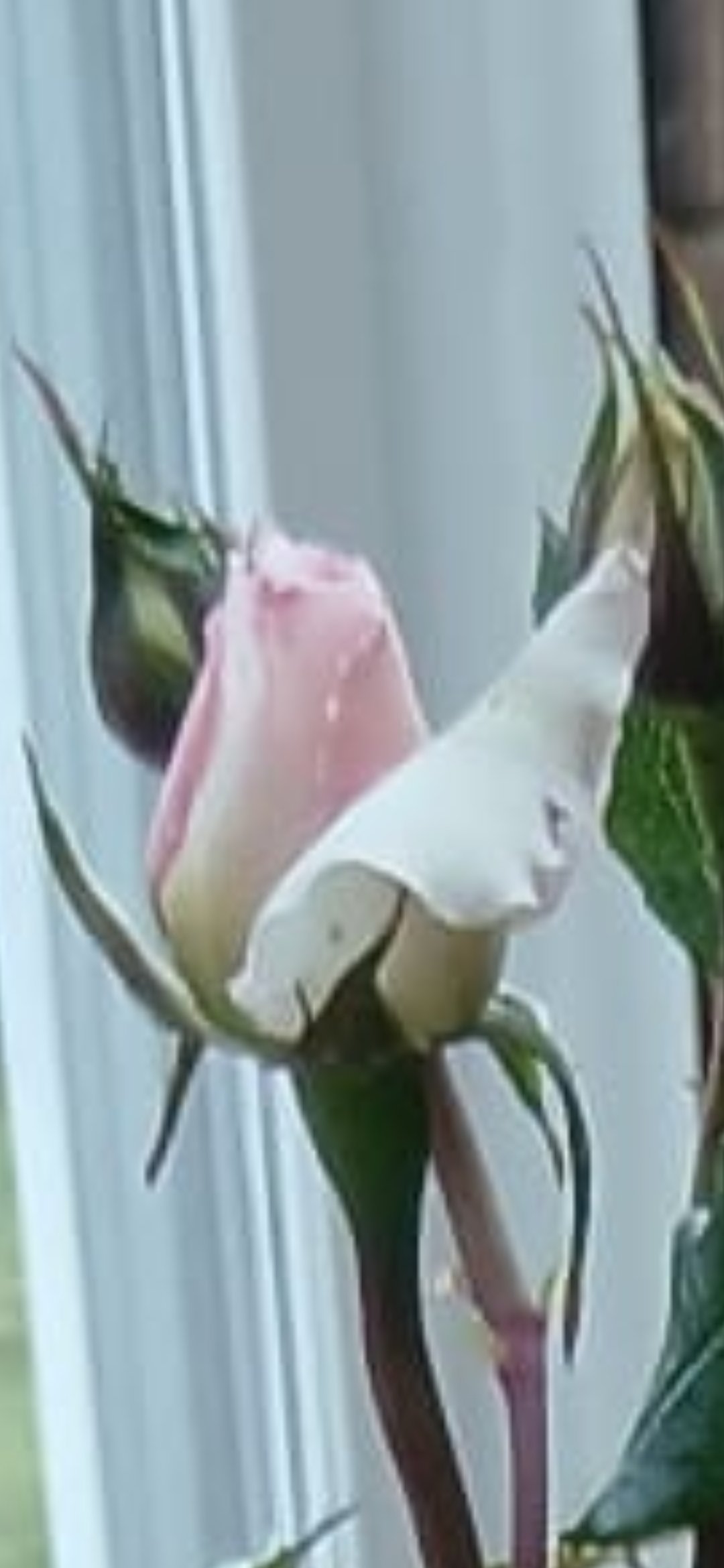 Pearl Rose - 30th Wedding Anniversary Gift