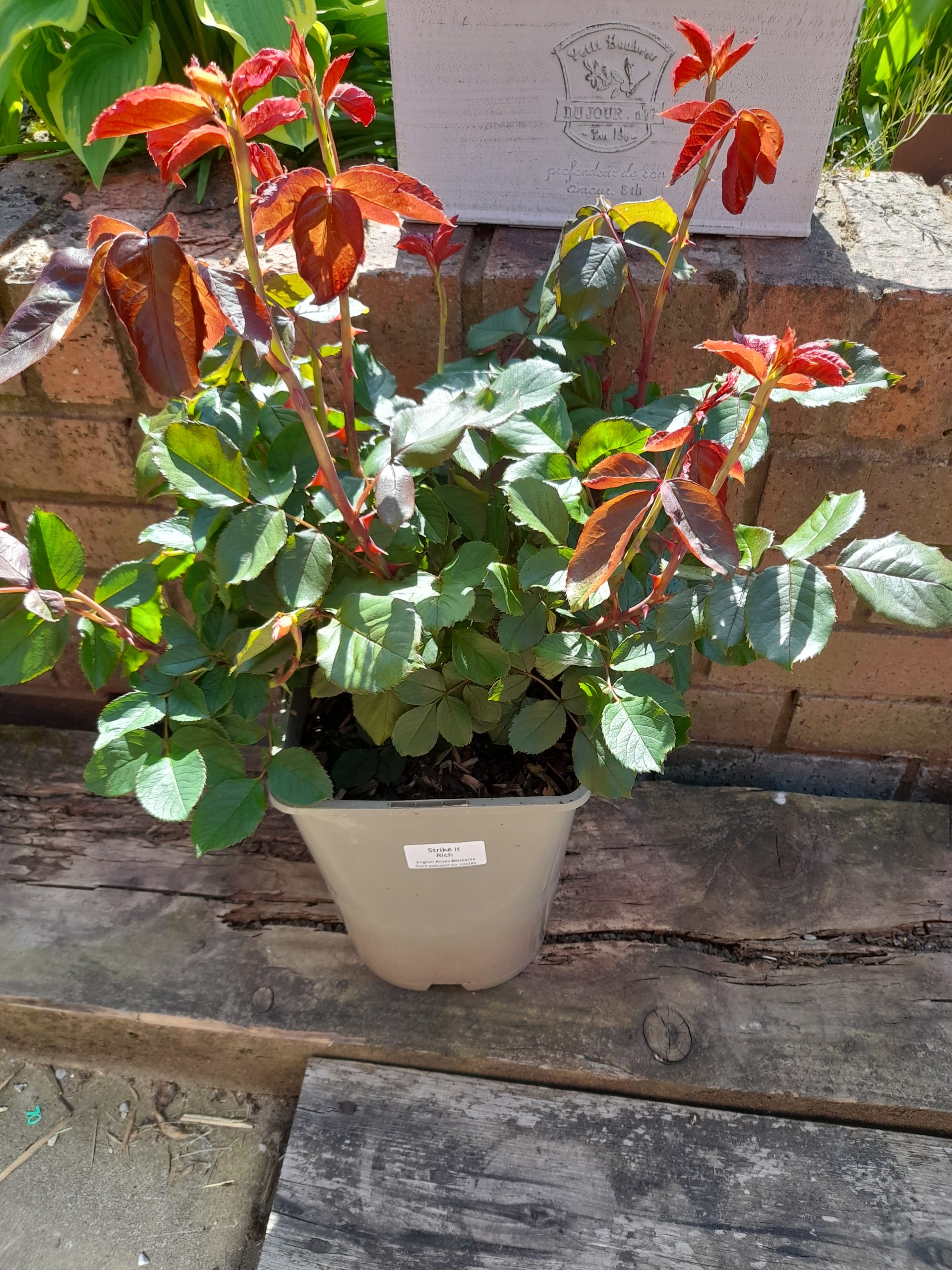 'English Roses' Greetings Card