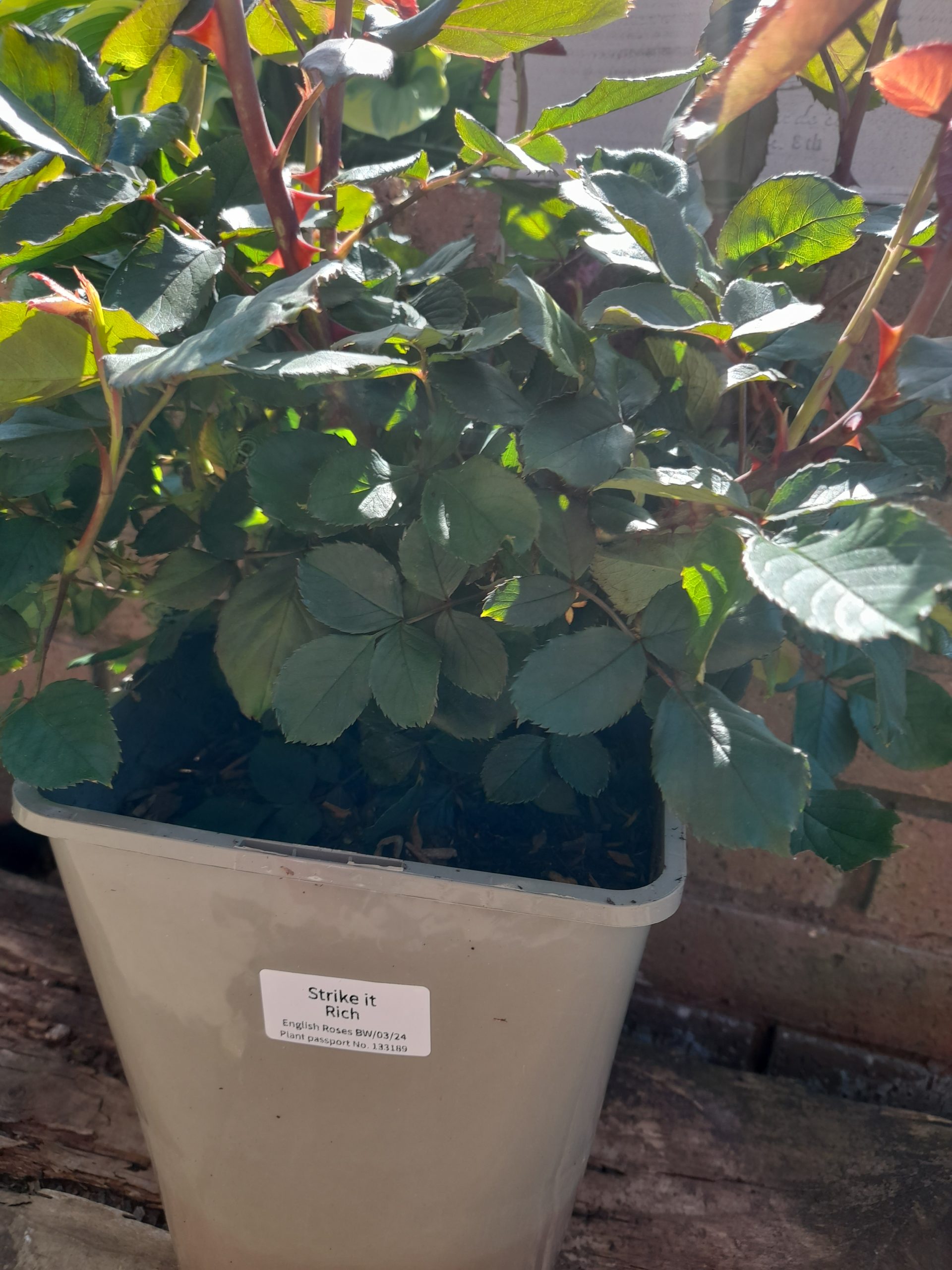 'English Roses' Greetings Card