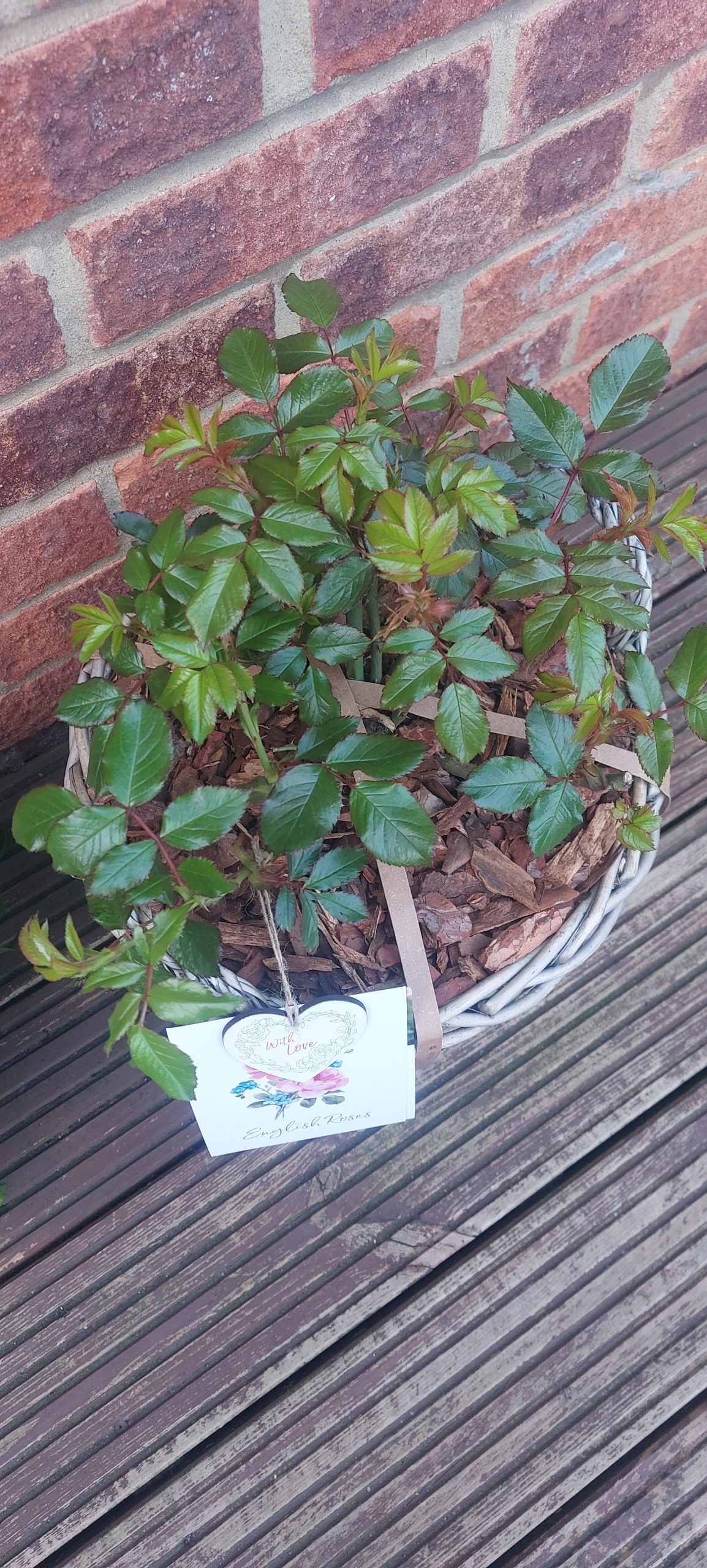 'English Roses' Greetings Card