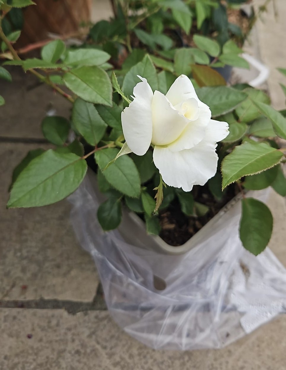 Silver Anniversary Rose - 25th Wedding Anniversary Gift