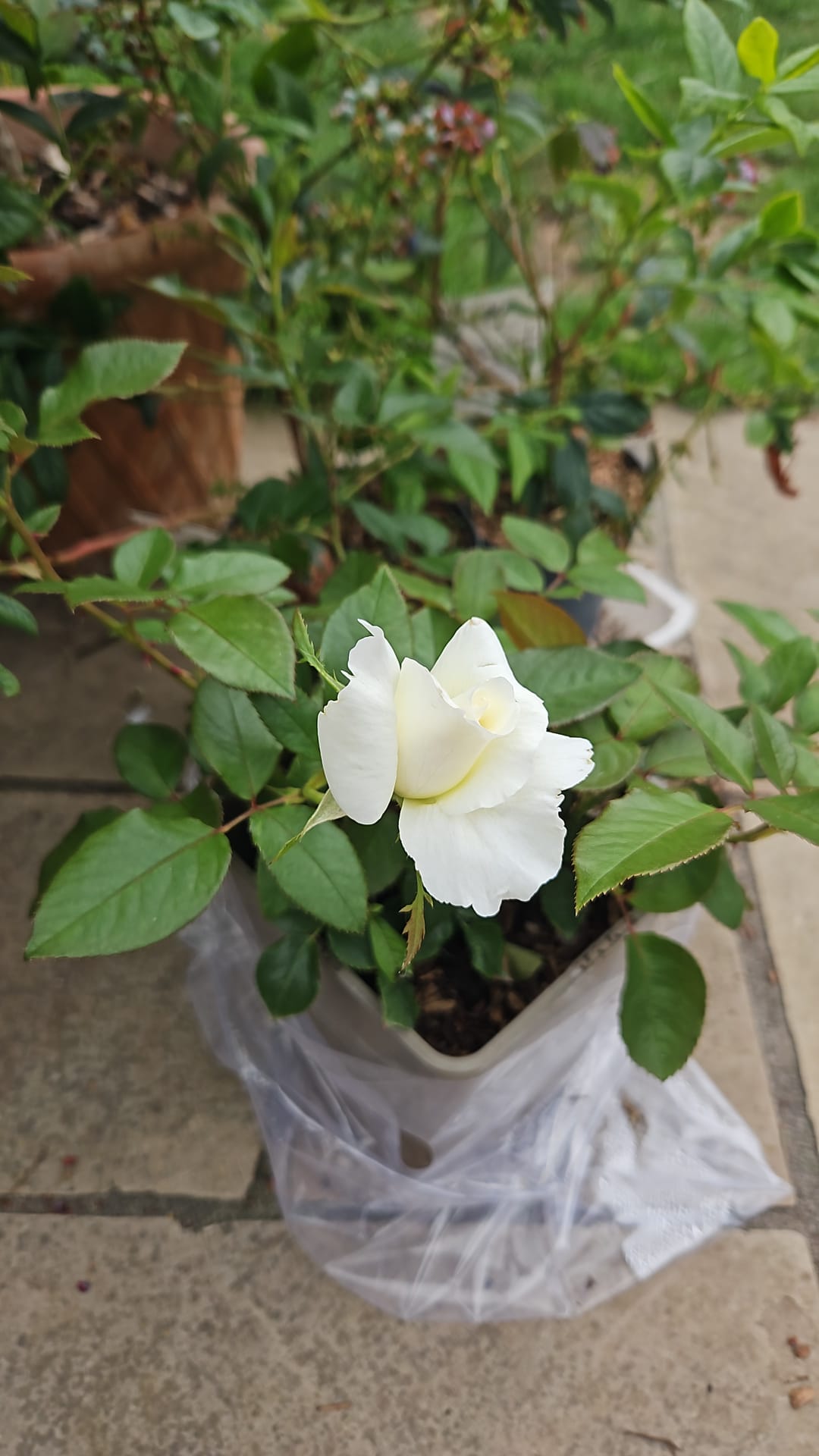 Silver Anniversary Rose - 25th Wedding Anniversary Gift