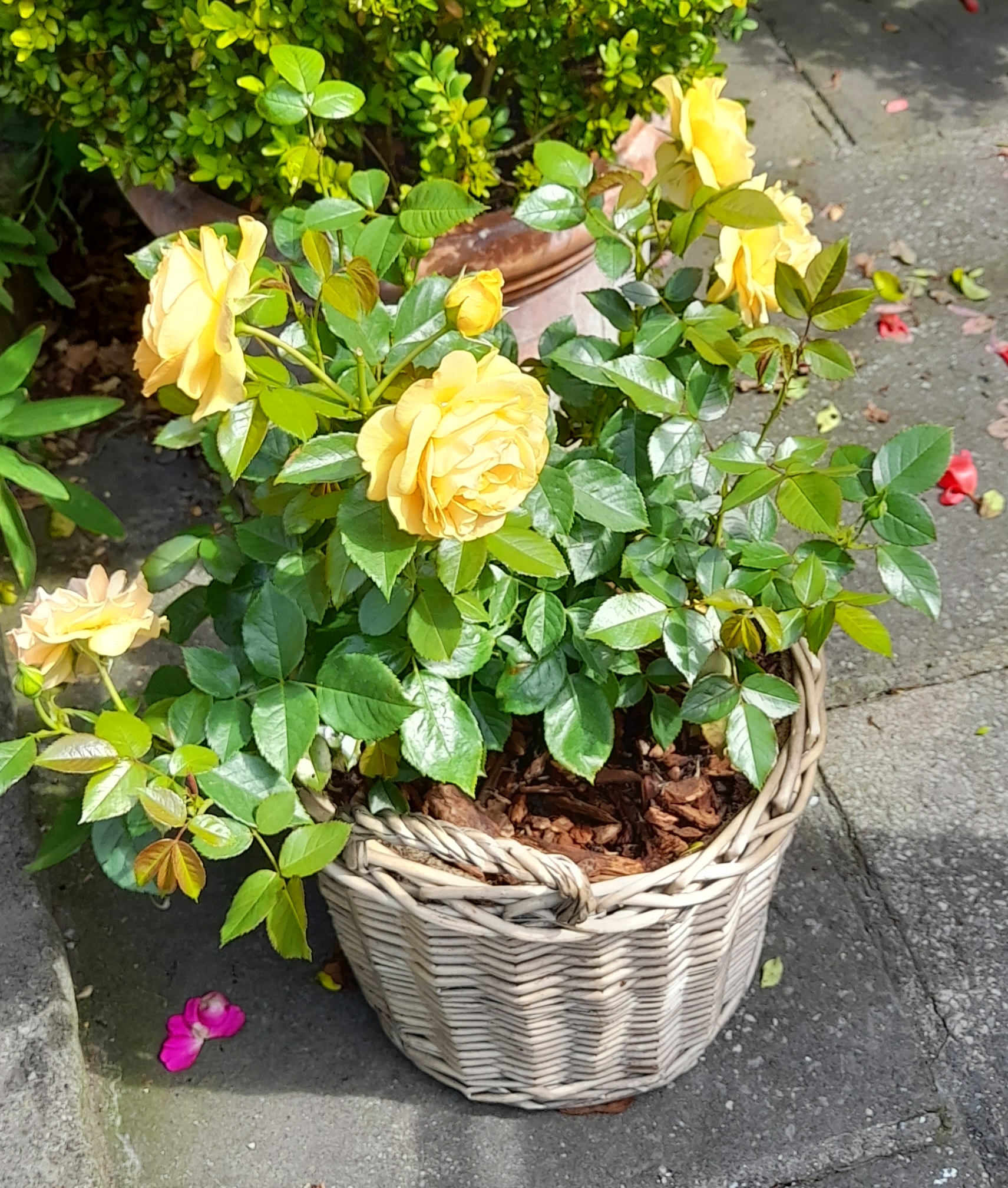 'English Roses' Greetings Card