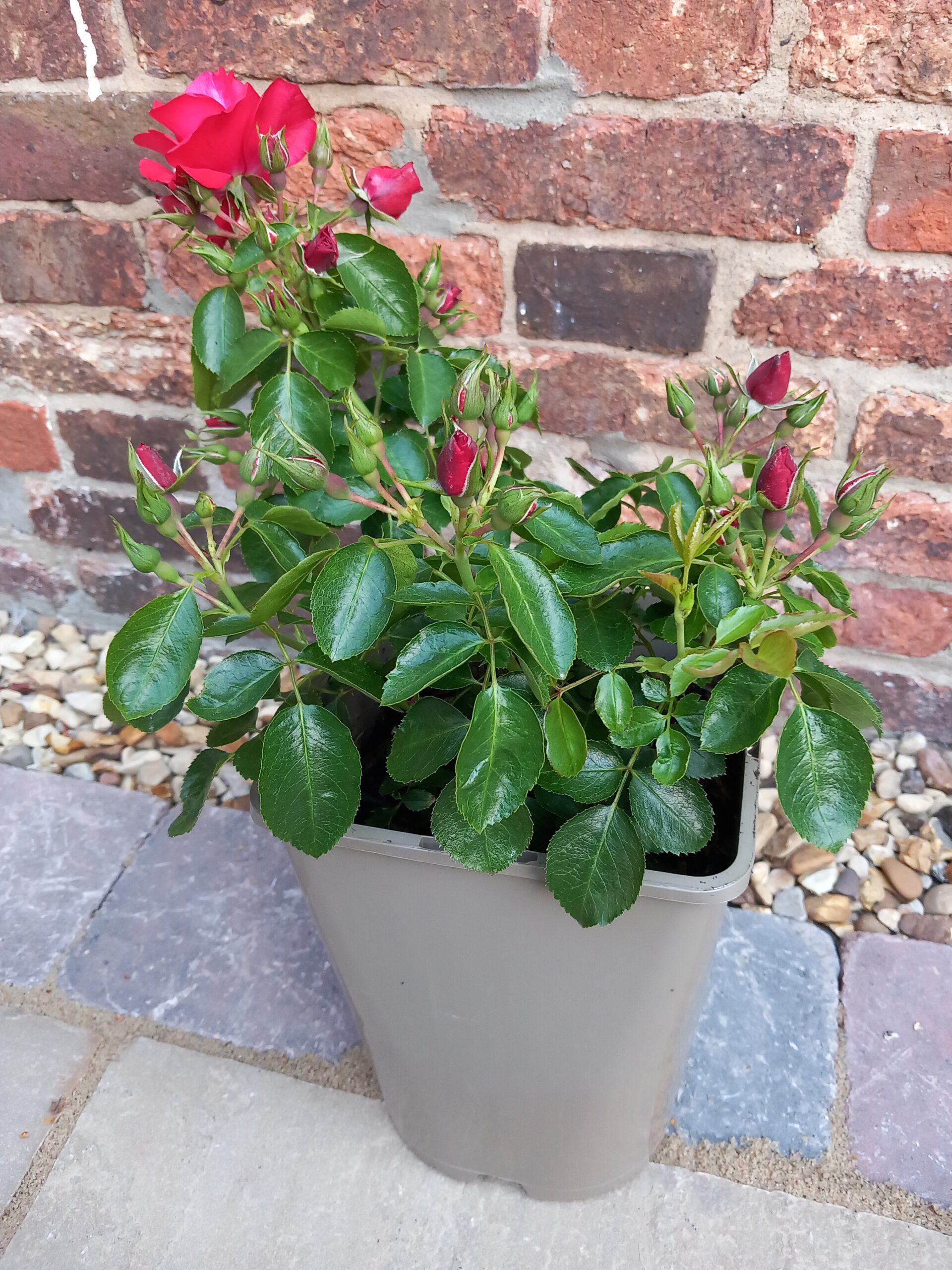 Fab @ 60 Rose - 60th Birthday Gift