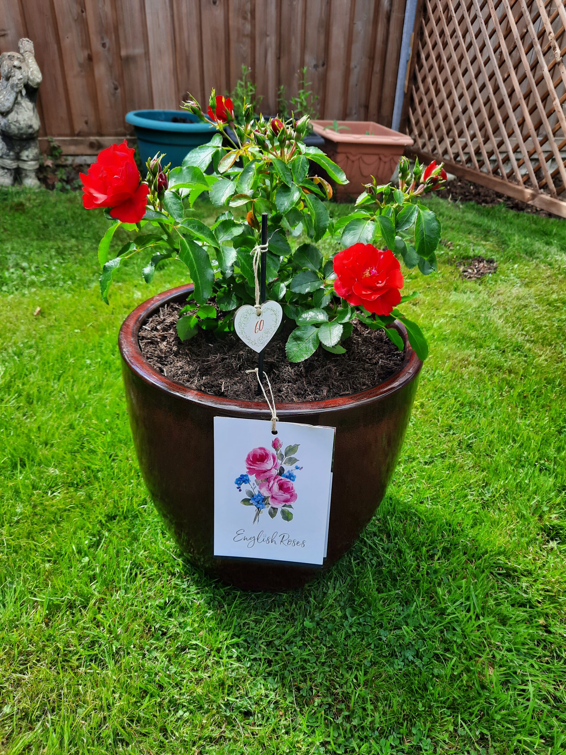 Fab @ 60 Rose - 60th Birthday Gift