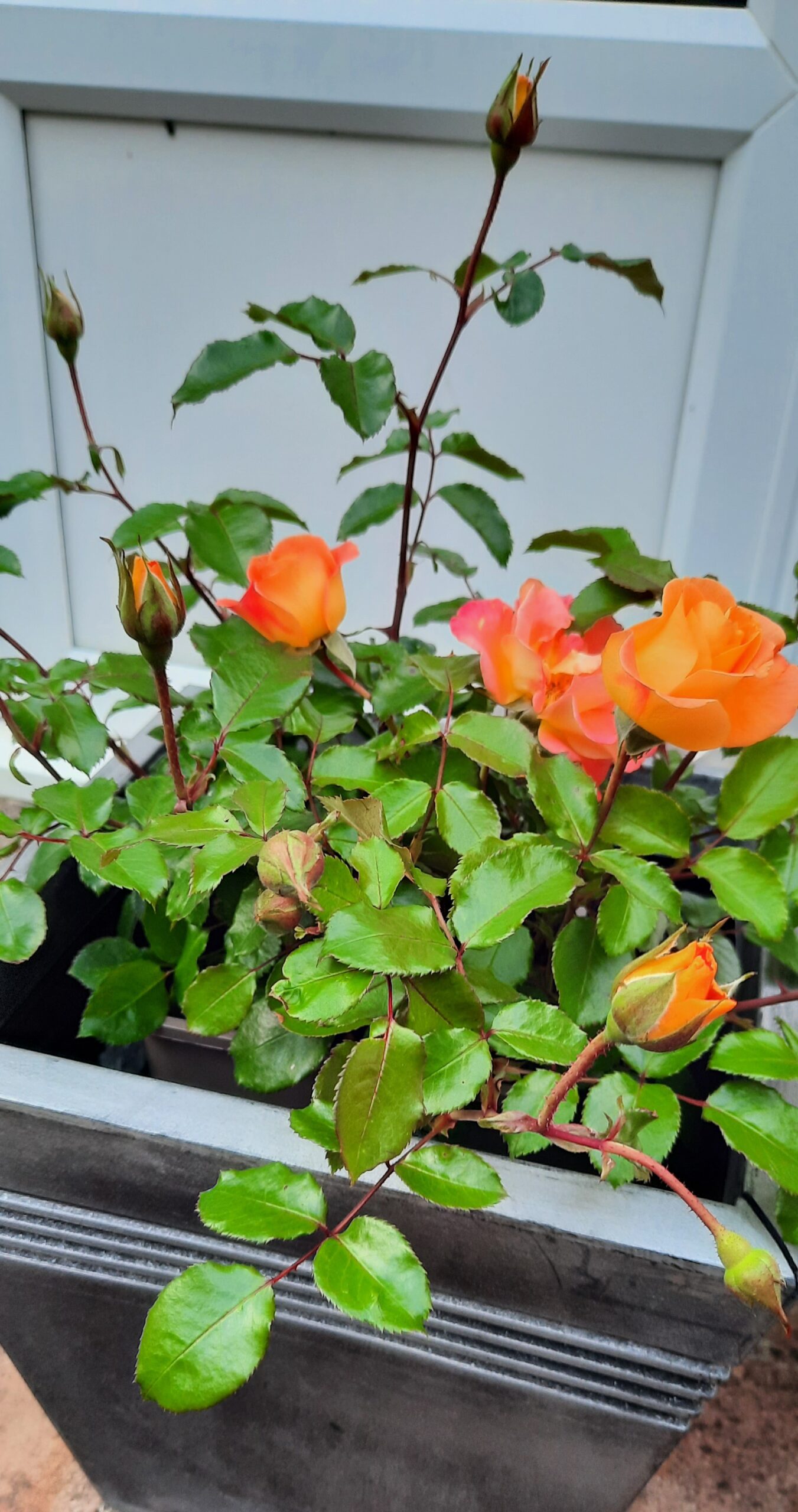 Forever In Our Hearts - English Roses Memorial Gift