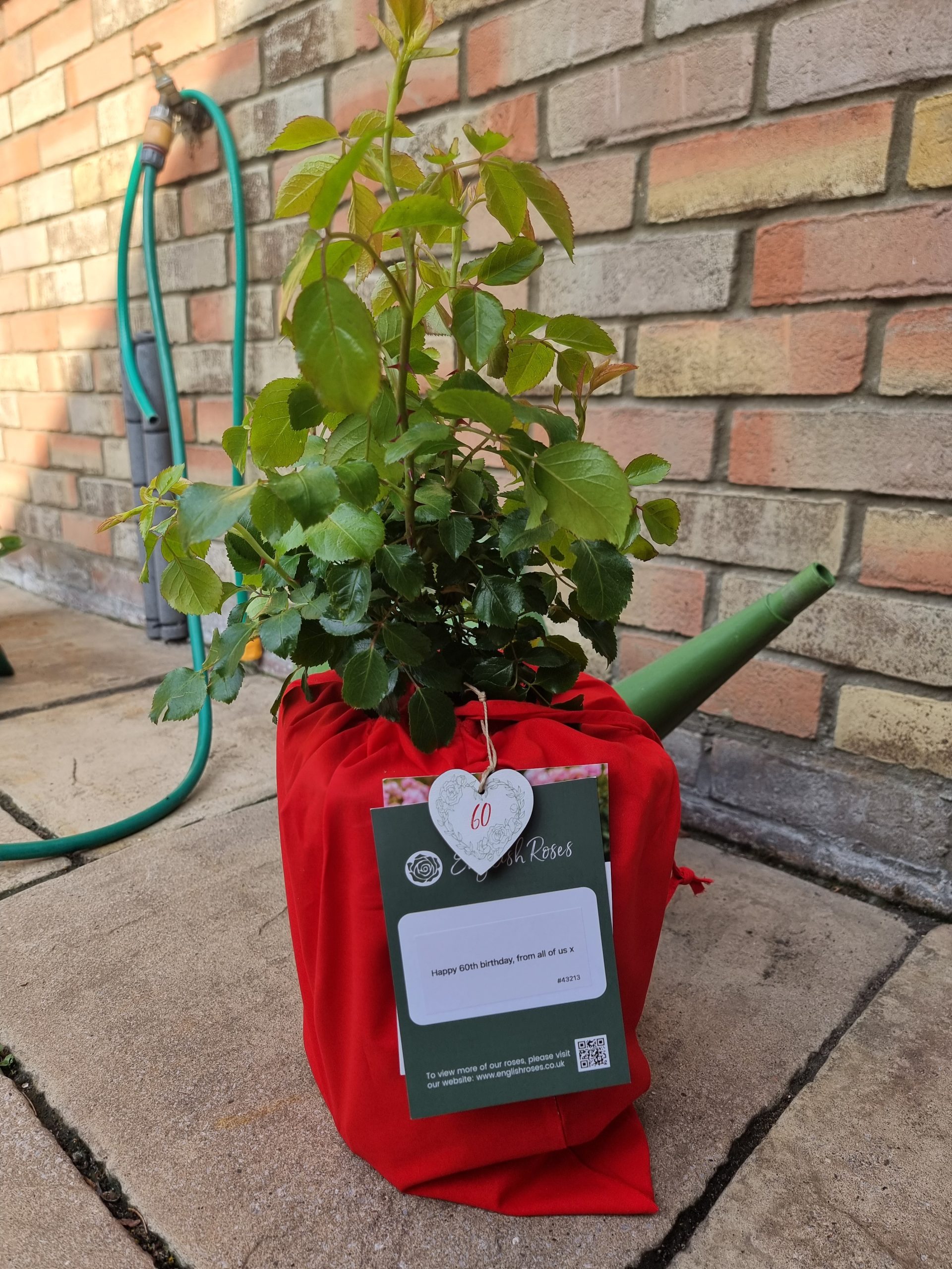 Fab @ 60 Rose - 60th Birthday Gift