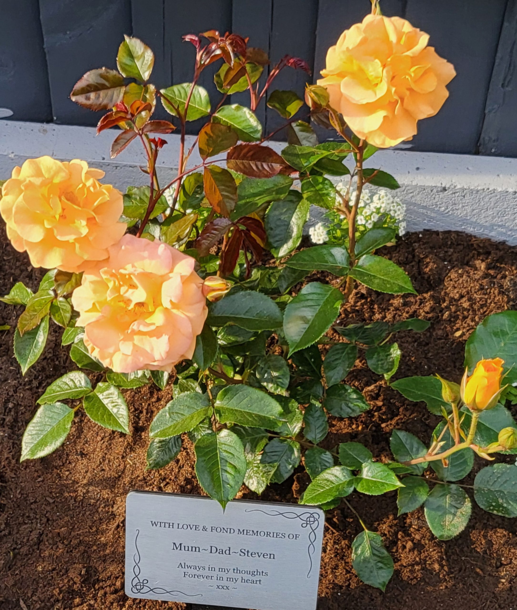 Forever In Our Hearts - English Roses Memorial Gift