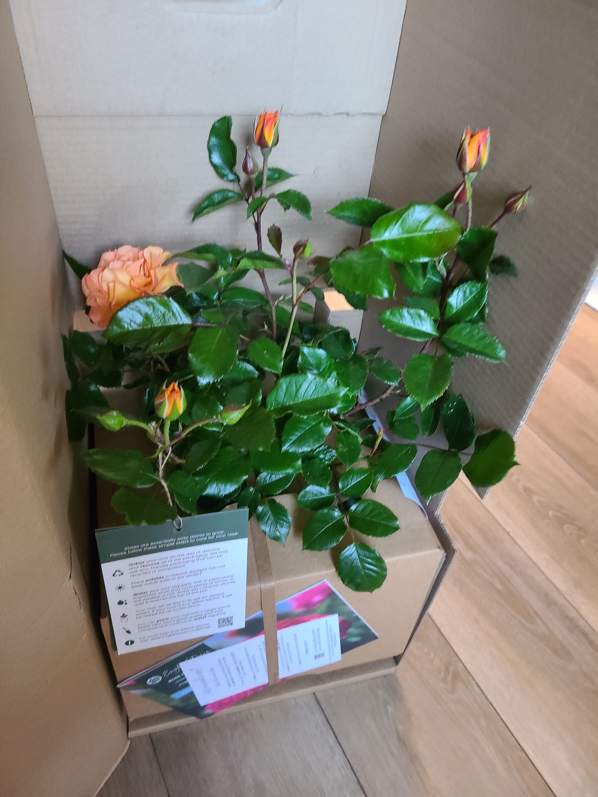 Forever In Our Hearts - English Roses Memorial Gift