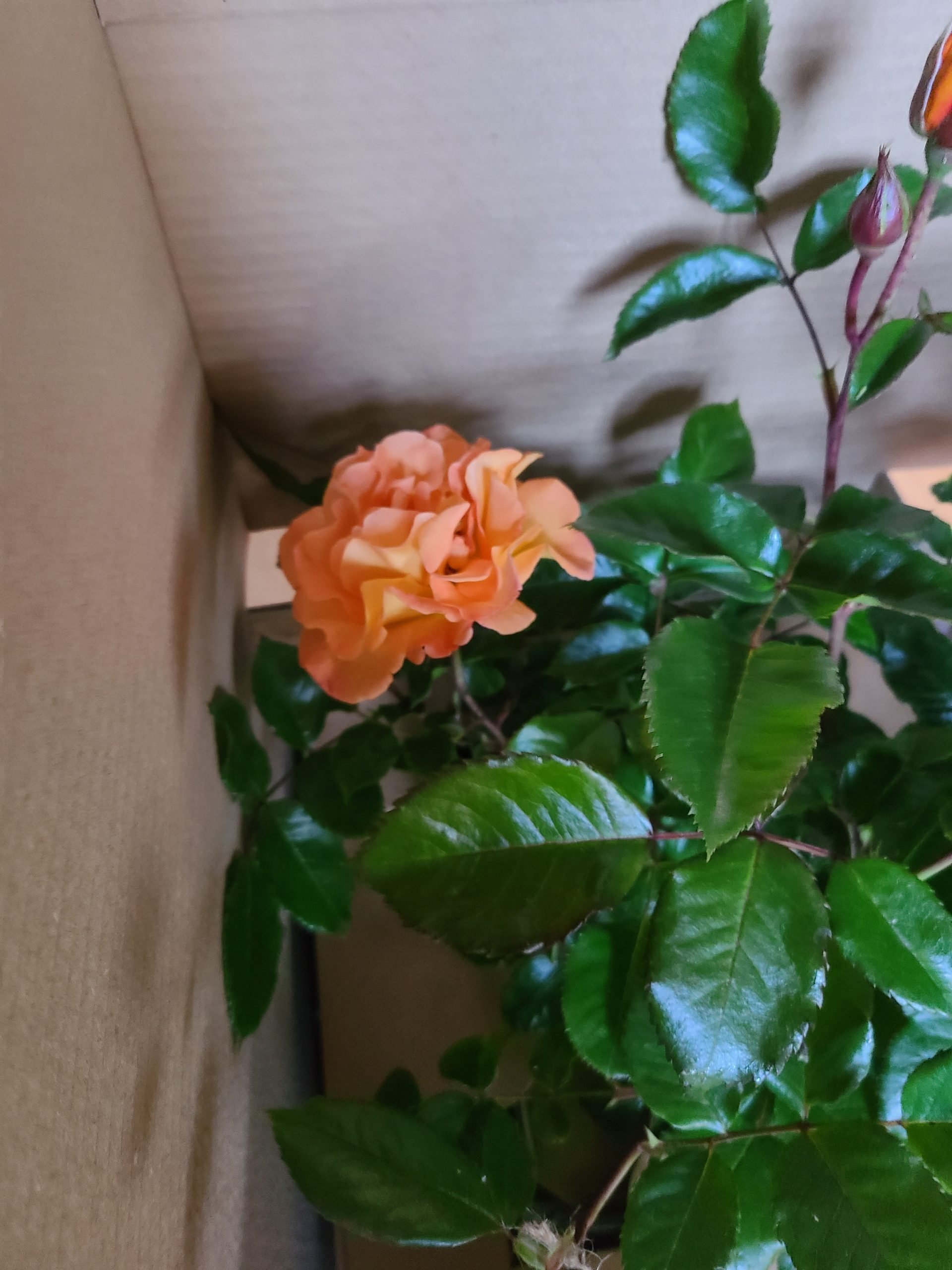 Forever In Our Hearts - English Roses Memorial Gift