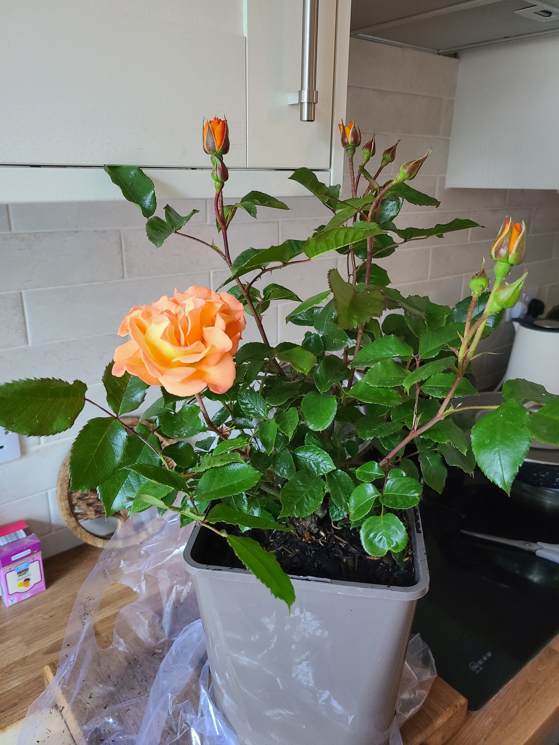 Forever In Our Hearts - English Roses Memorial Gift