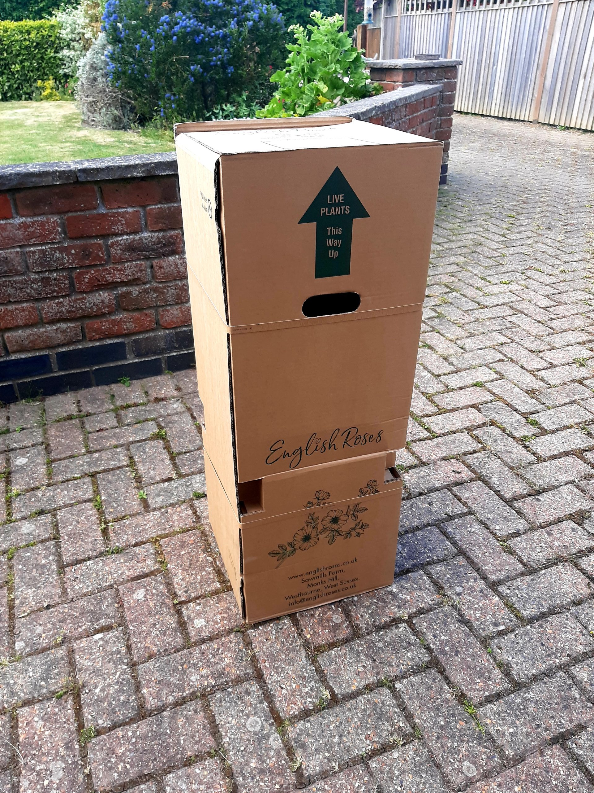 Pearl Rose - 30th Wedding Anniversary Gift