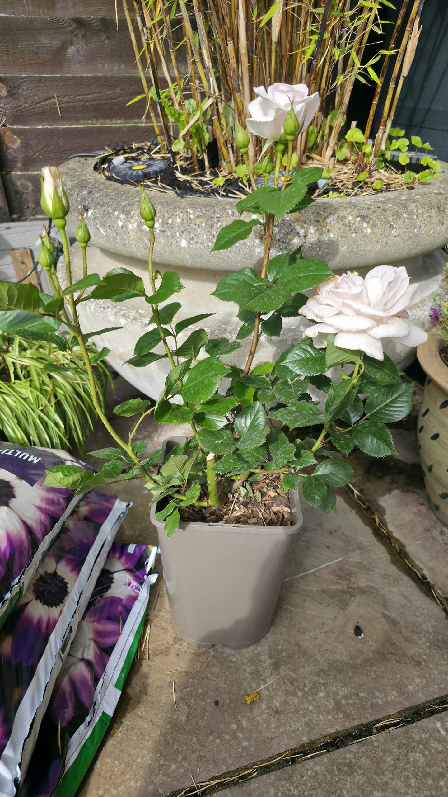 Pearl Rose - 30th Wedding Anniversary Gift