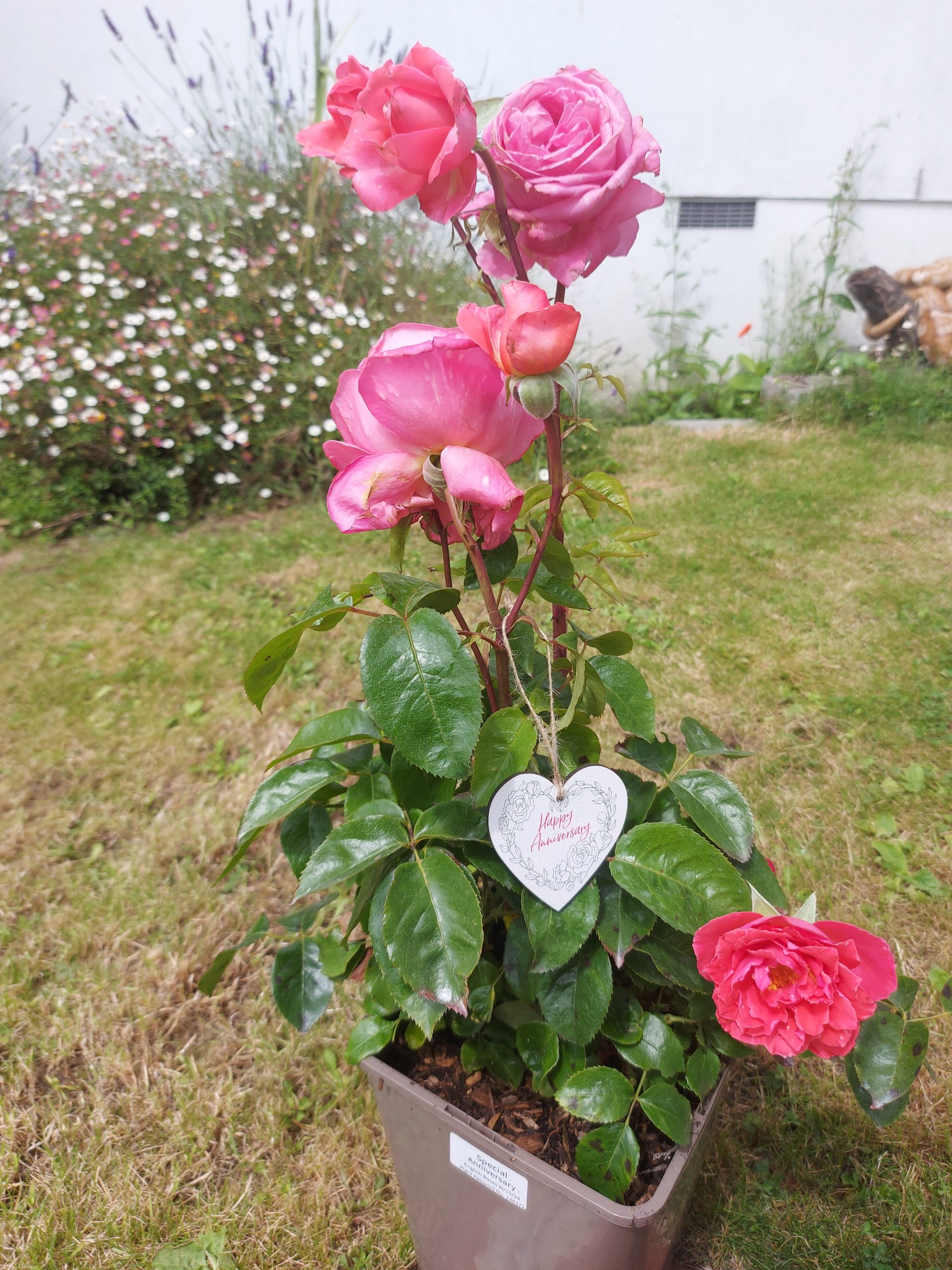 Special Anniversary Rose - Wedding Anniversary Gift