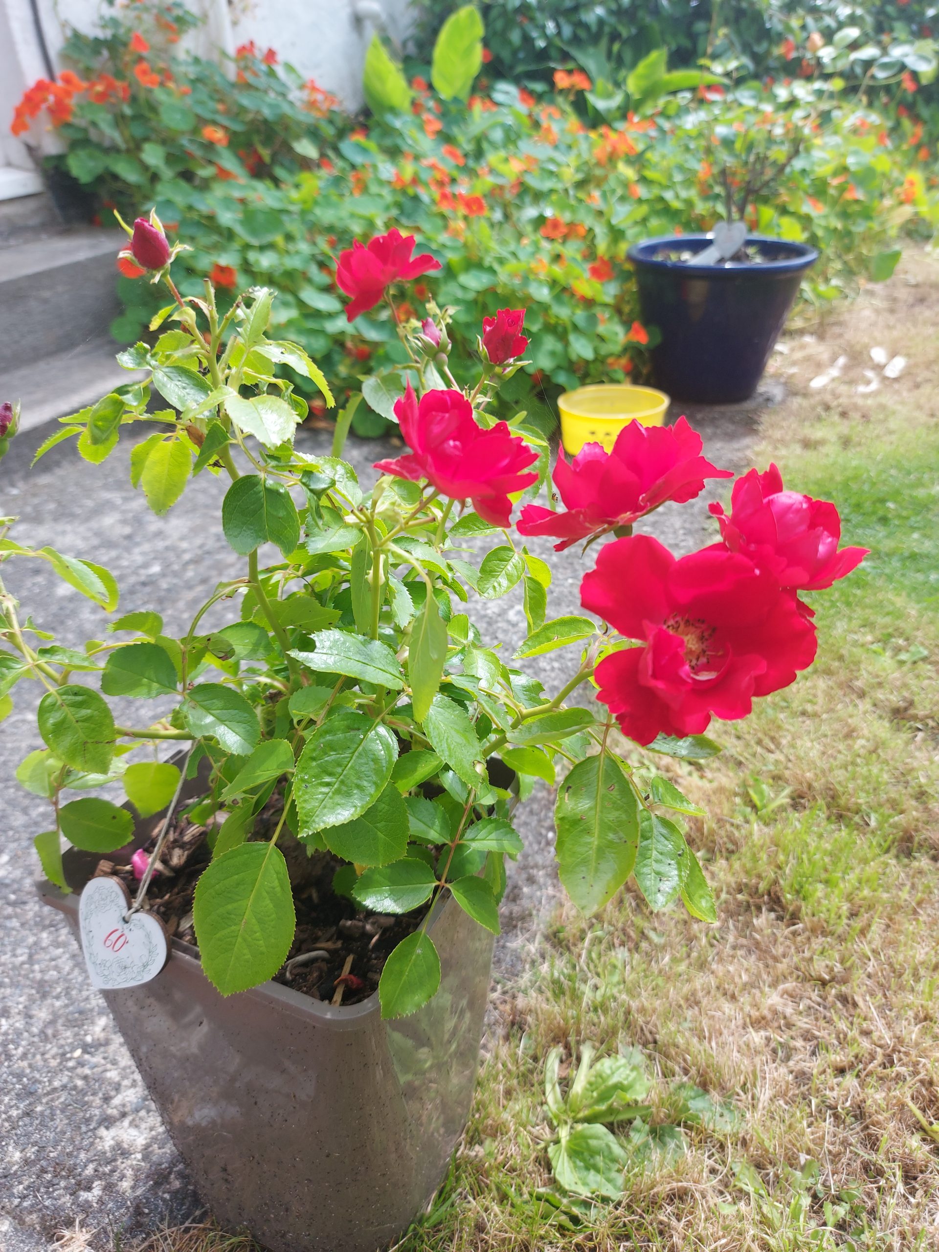 Special Anniversary Rose - Wedding Anniversary Gift