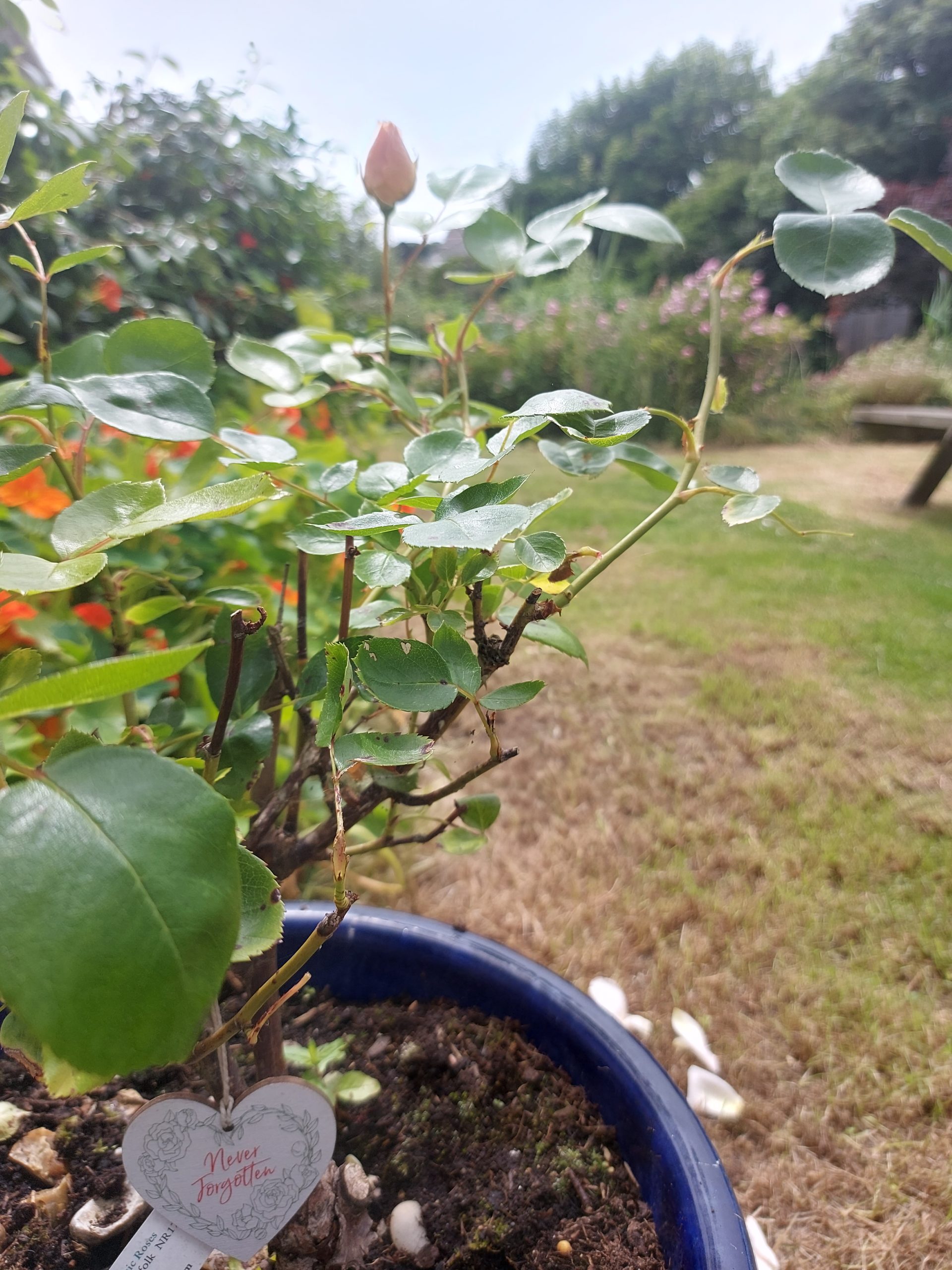 Special Anniversary Rose - Wedding Anniversary Gift