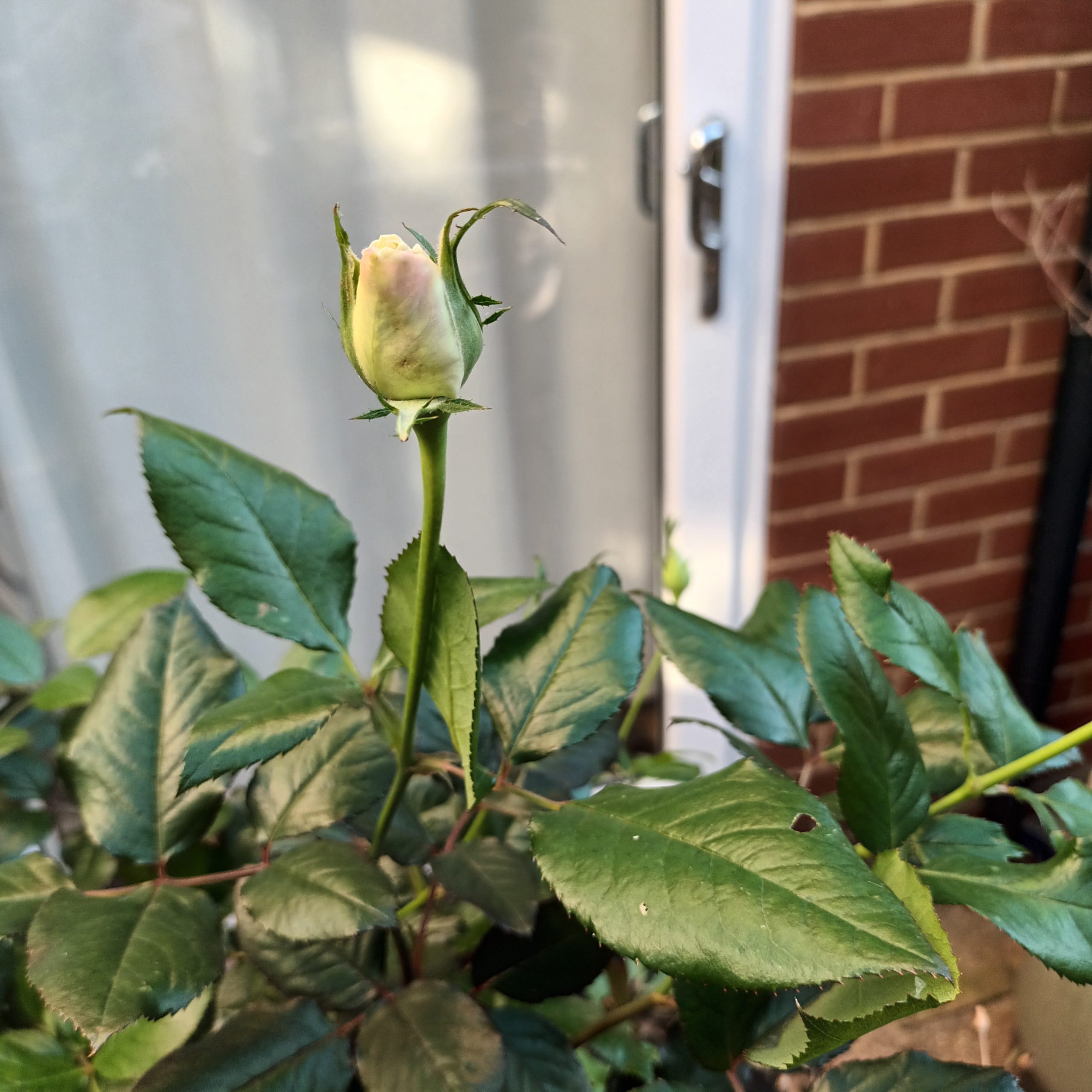 Silver Anniversary Rose - 25th Wedding Anniversary Gift