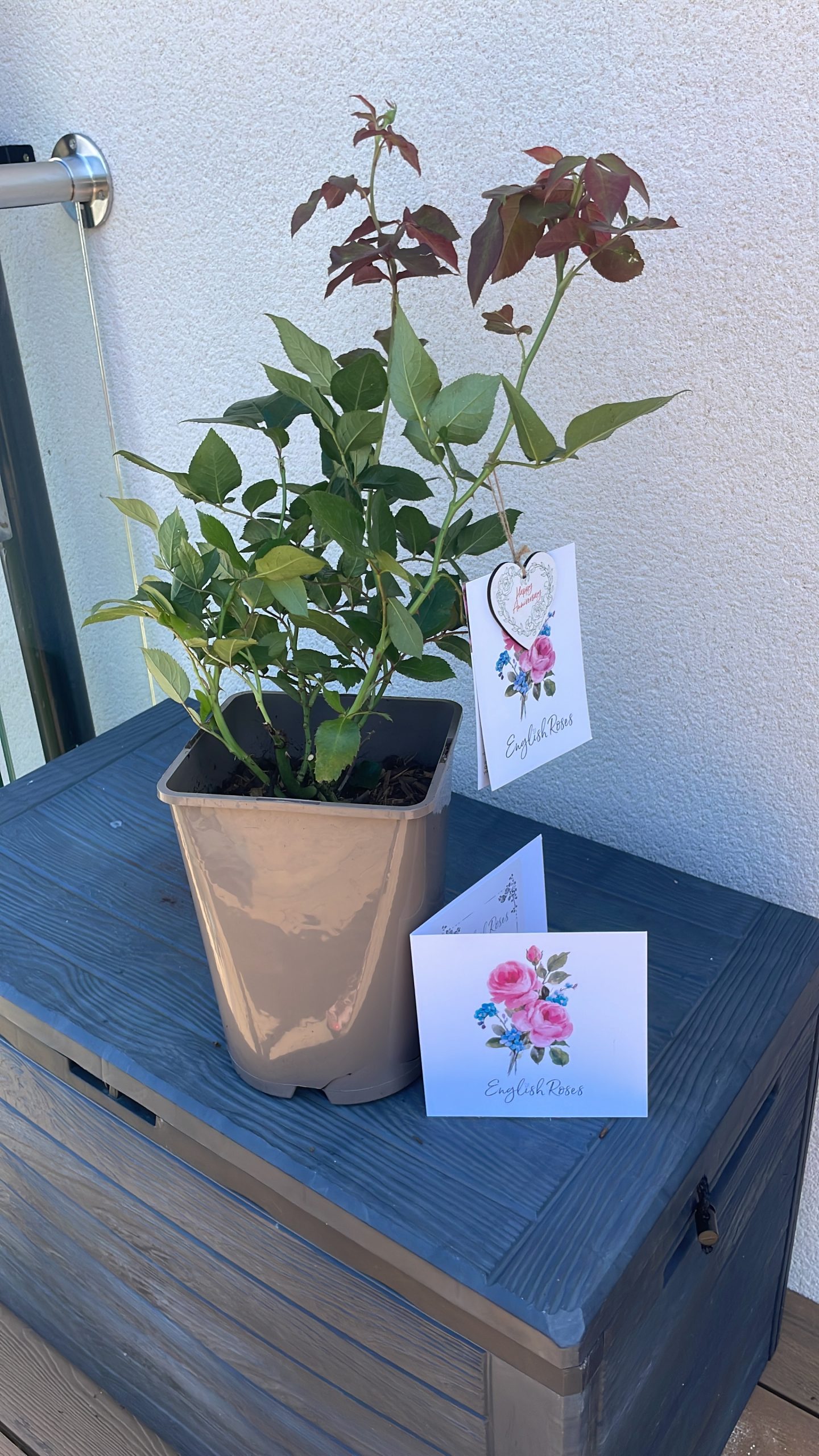 Silver Anniversary Rose - 25th Wedding Anniversary Gift