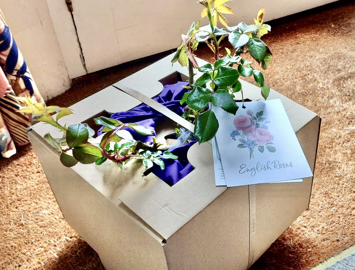 Pearl Rose - 30th Wedding Anniversary Gift