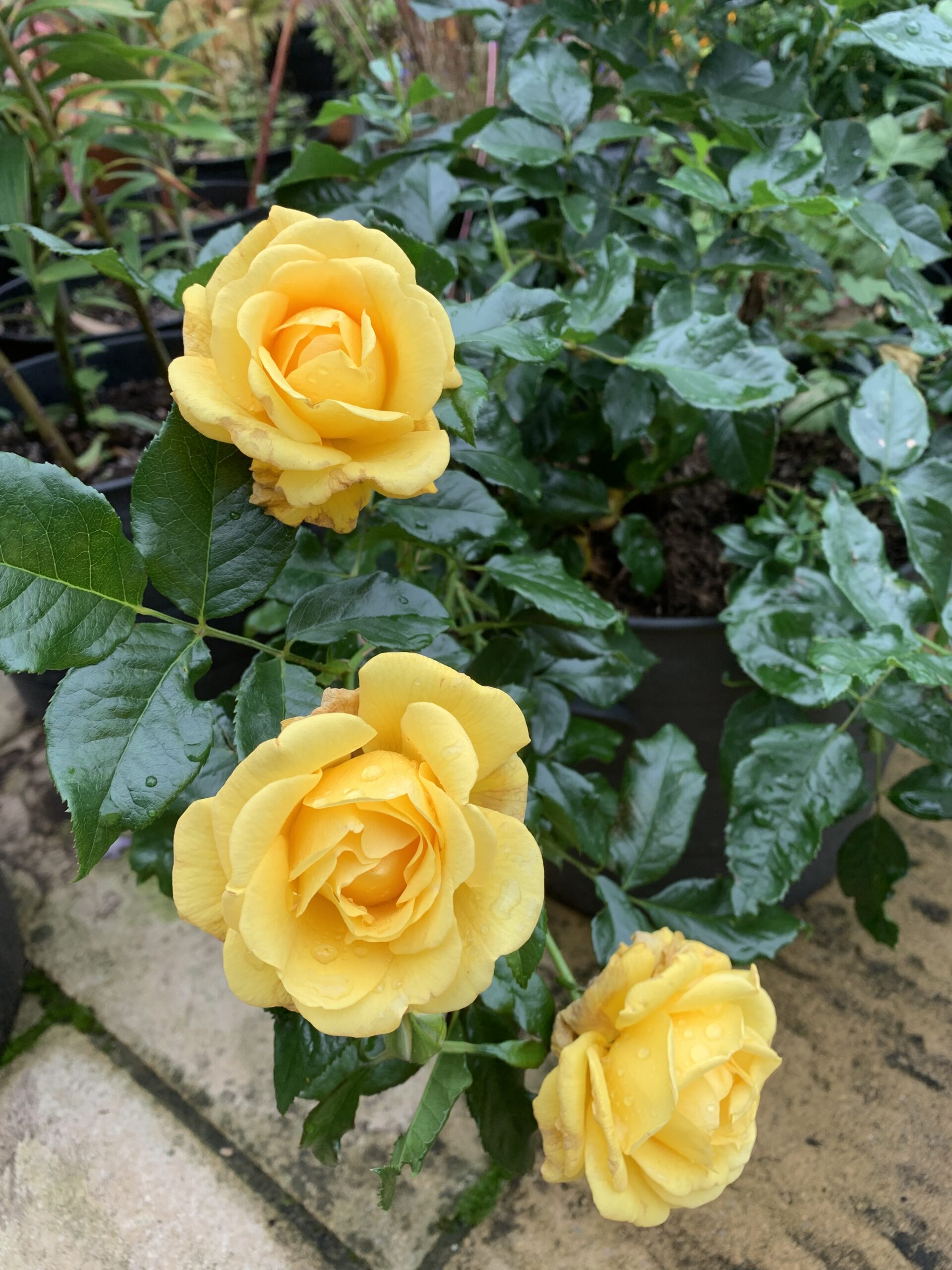 Happy Golden Wedding Rose - 50th Wedding Anniversary Gifts