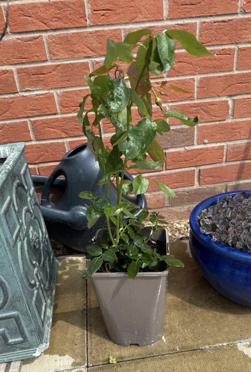 Silver Anniversary Rose - 25th Wedding Anniversary Gift